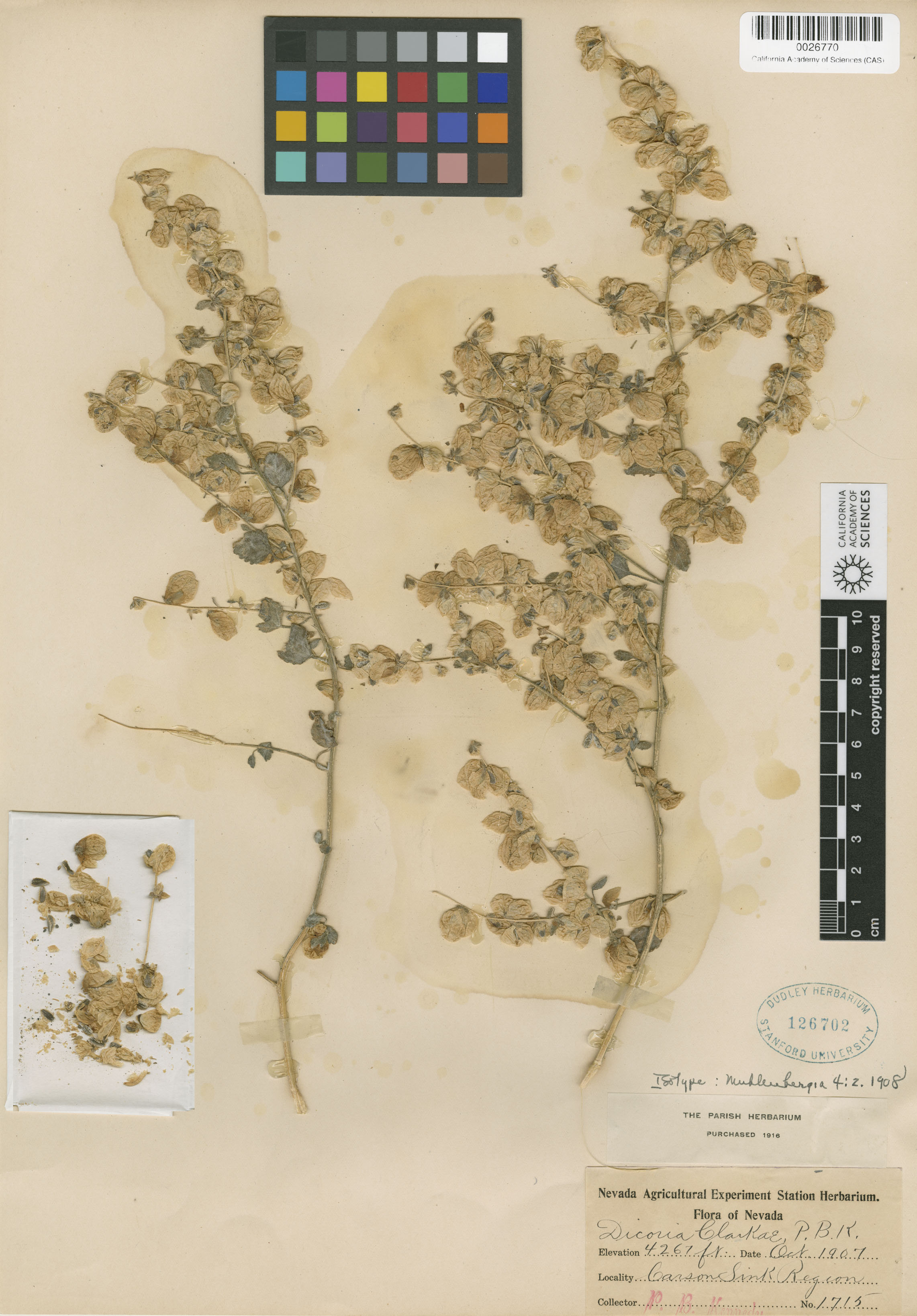 Dicoria canescens image