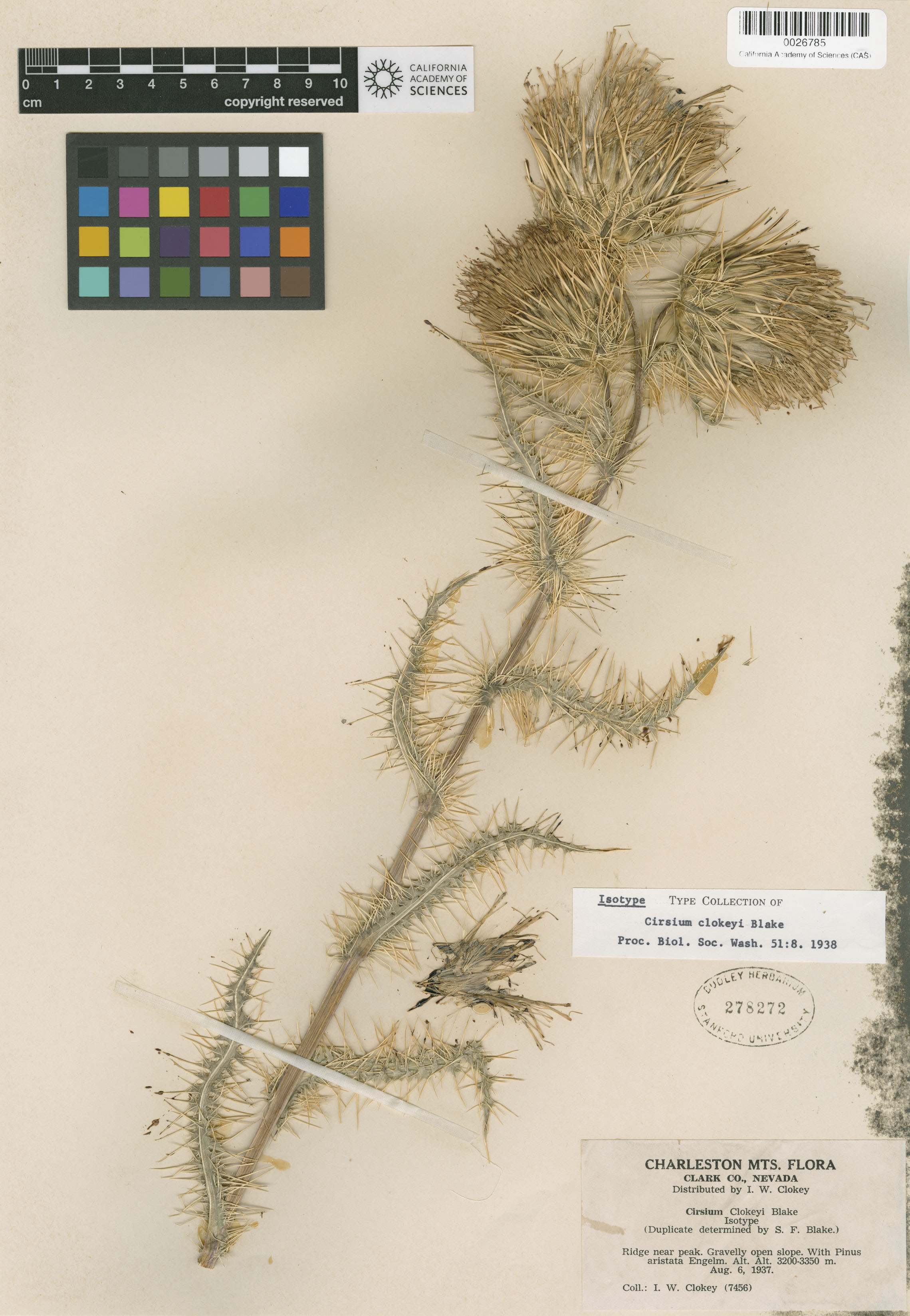 Cirsium eatonii var. clokeyi image