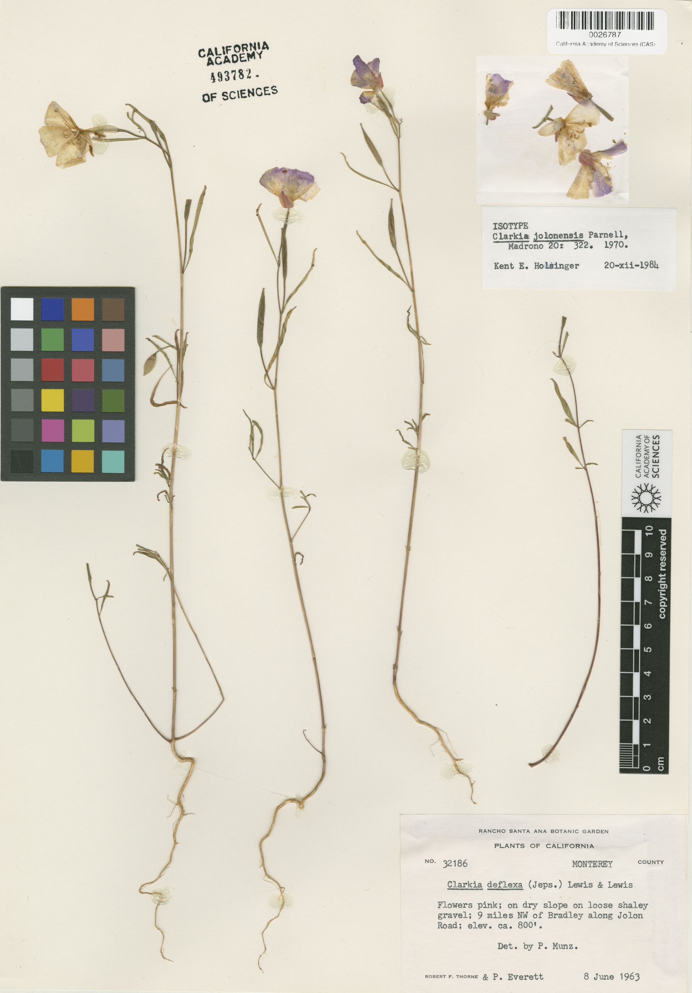 Clarkia jolonensis image