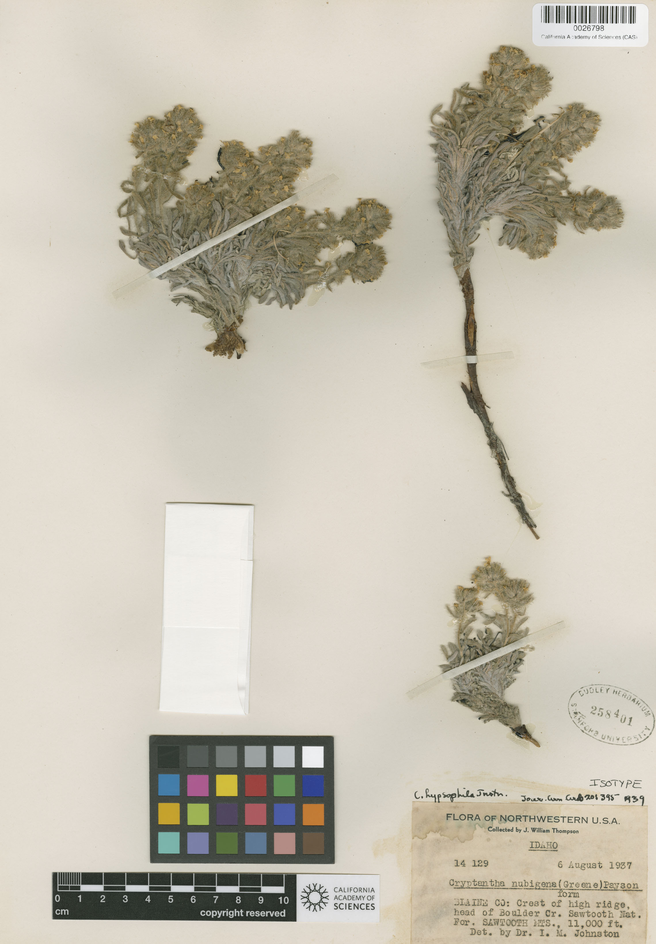 Cryptantha nubigena image