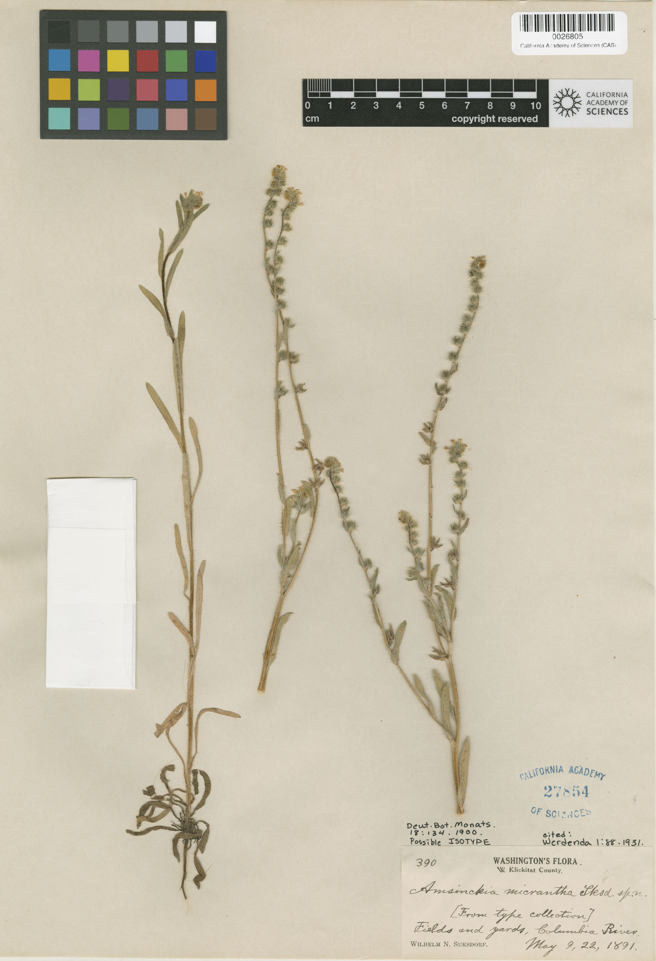 Amsinckia menziesii image