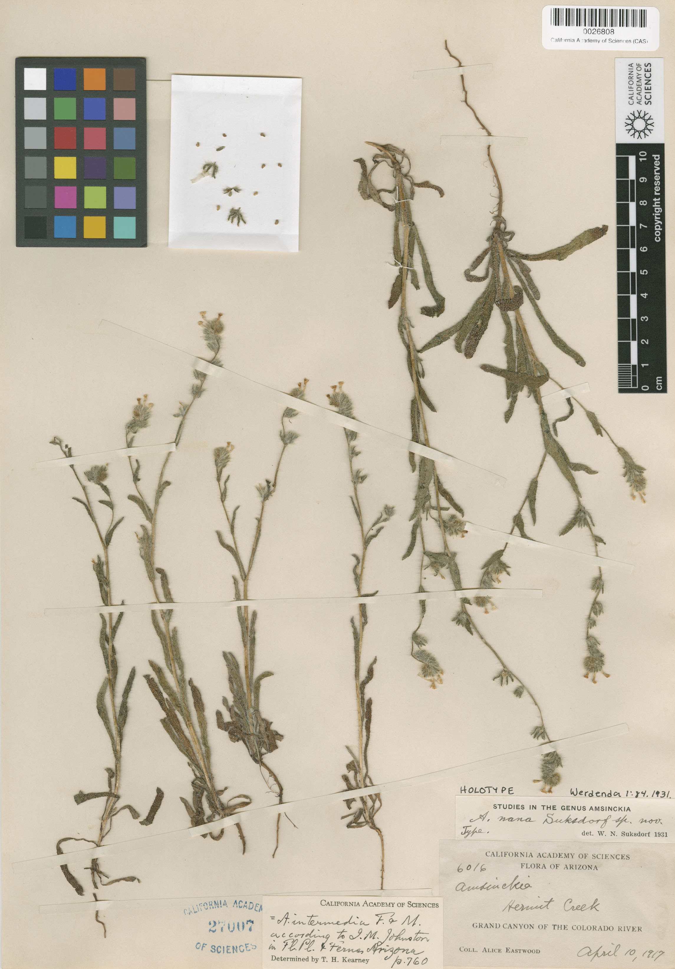 Amsinckia intermedia image