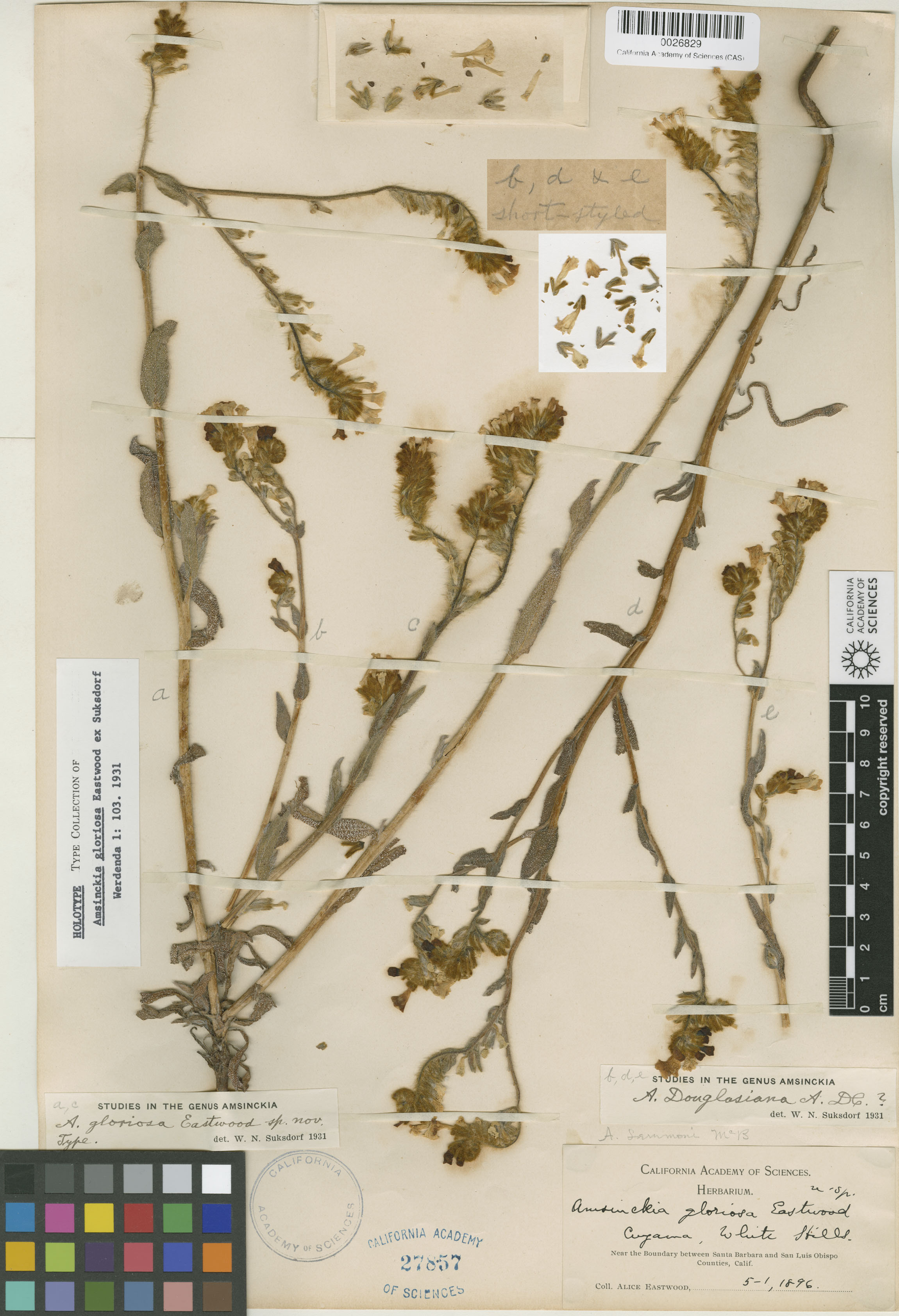 Amsinckia gloriosa image