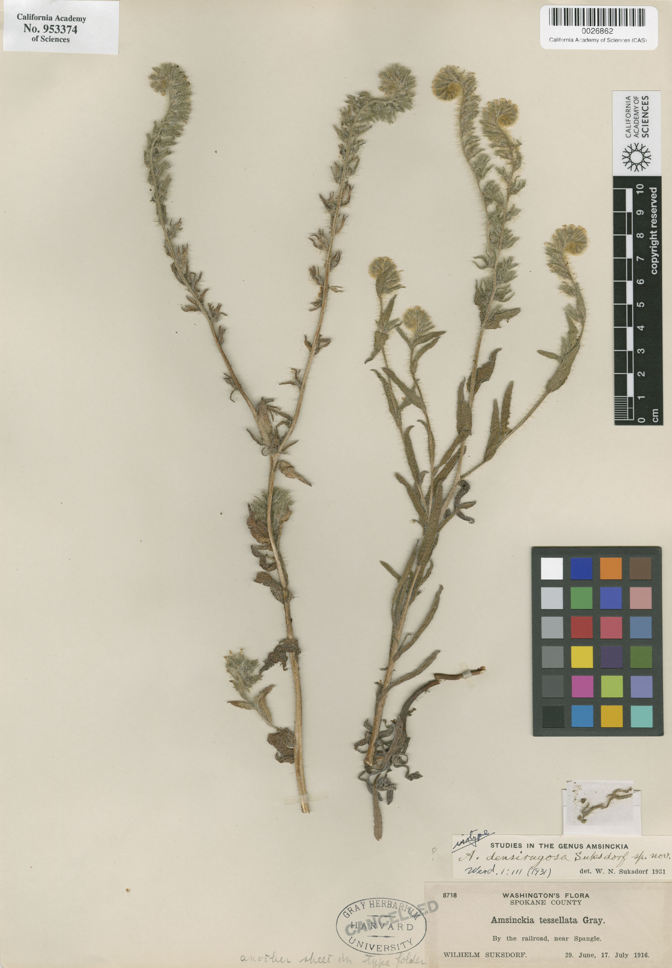 Amsinckia densirugosa image