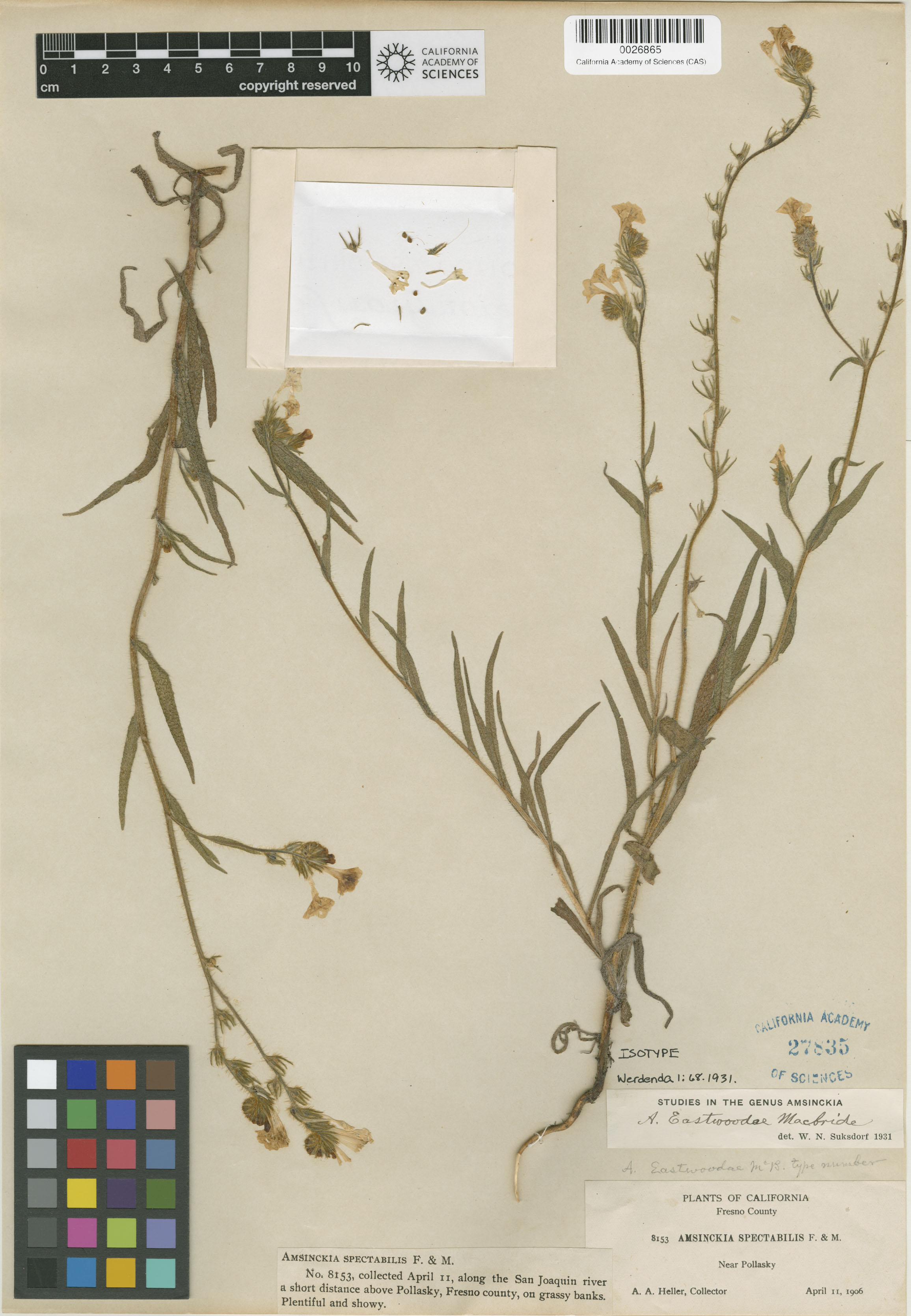 Amsinckia eastwoodiae image