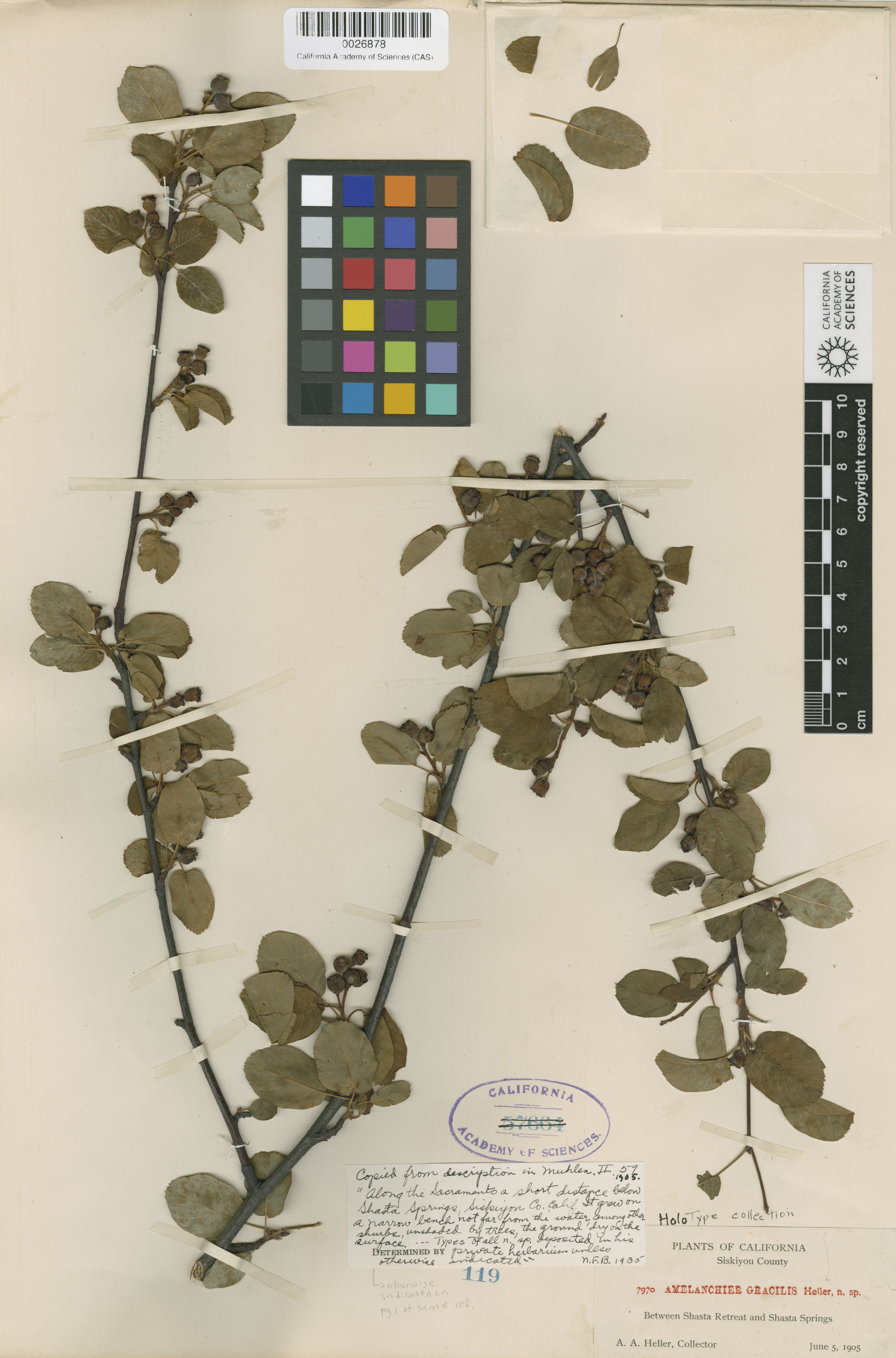 Amelanchier utahensis image