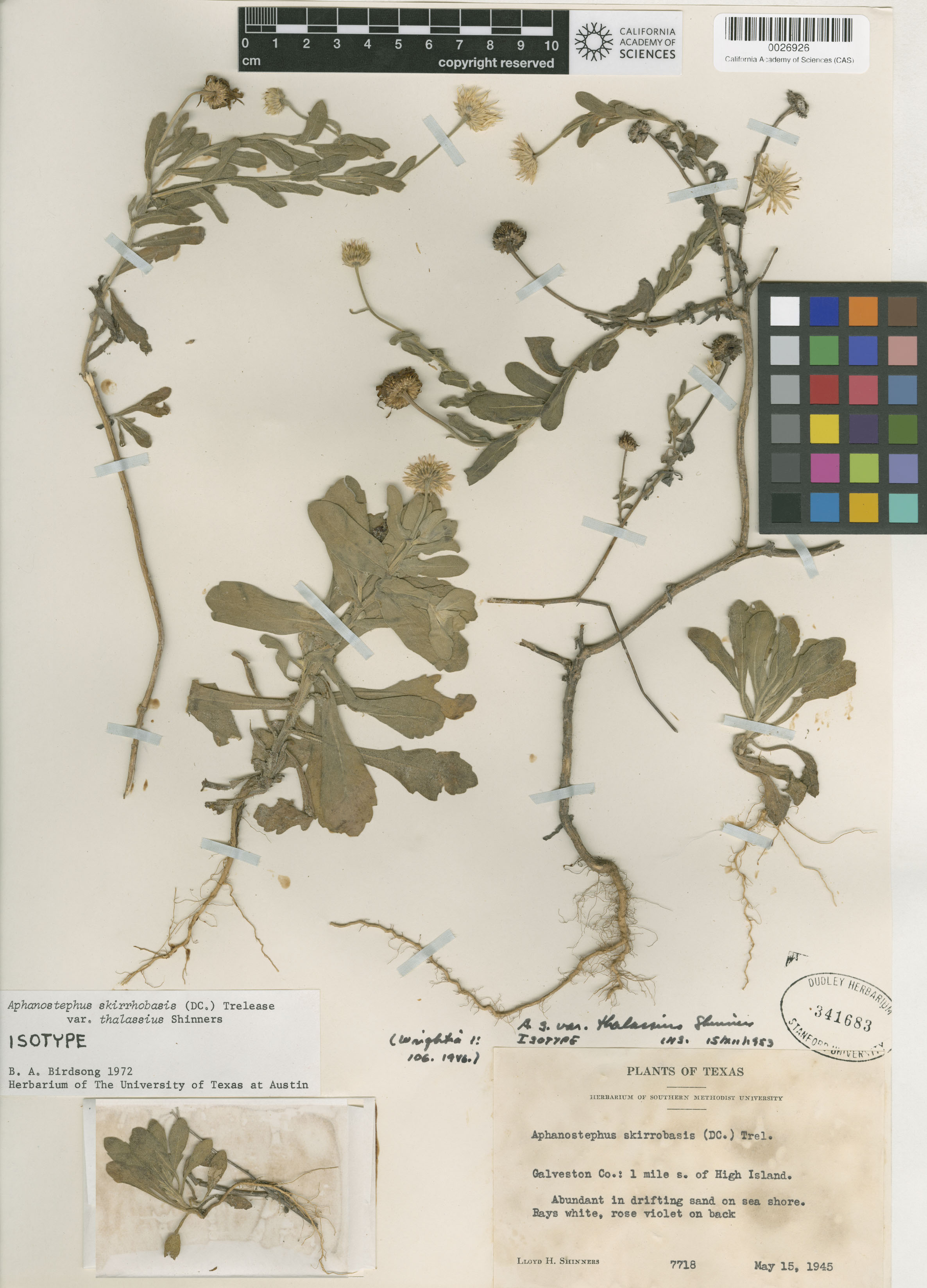 Aphanostephus skirrhobasis image
