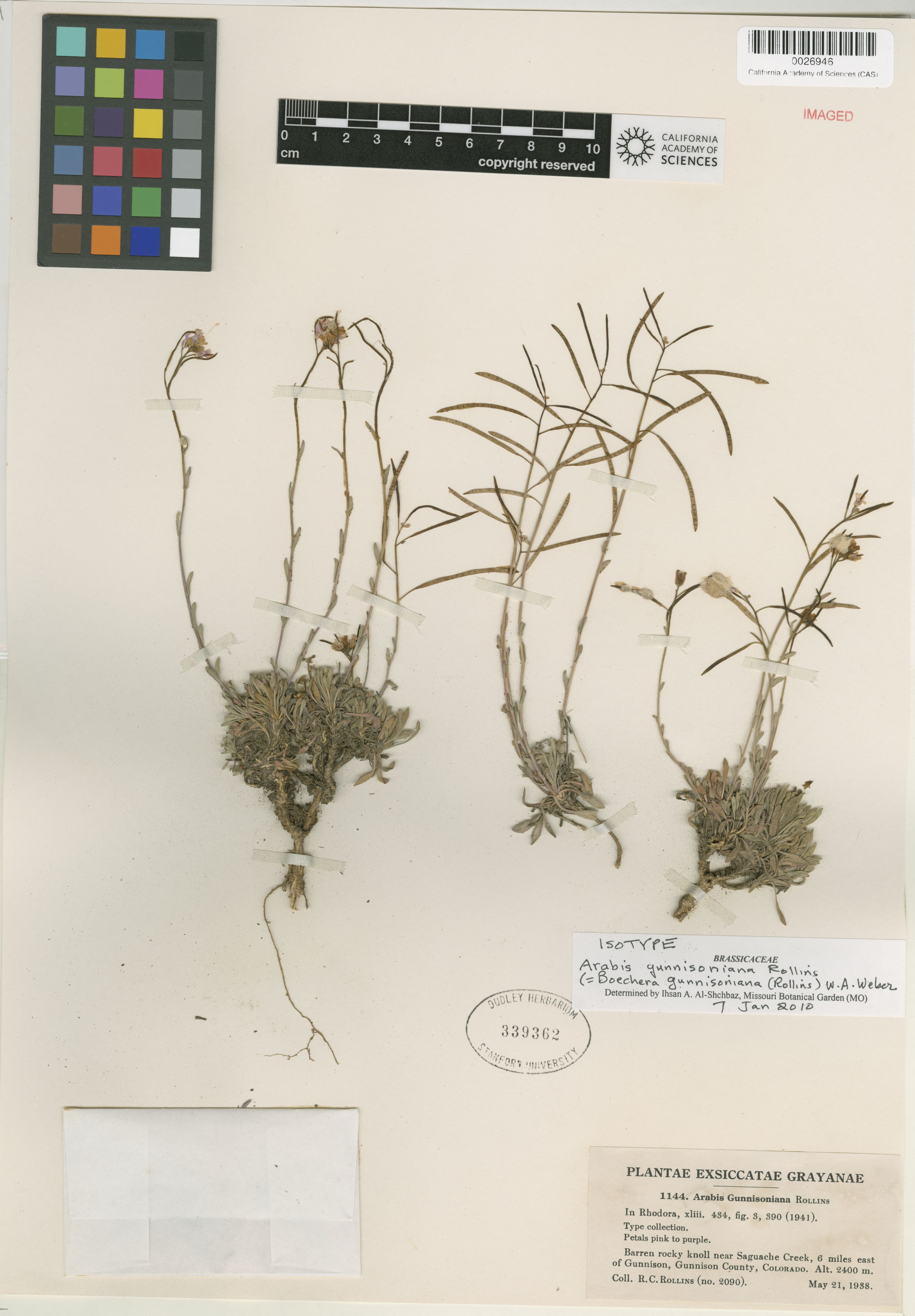 Boechera gunnisoniana image