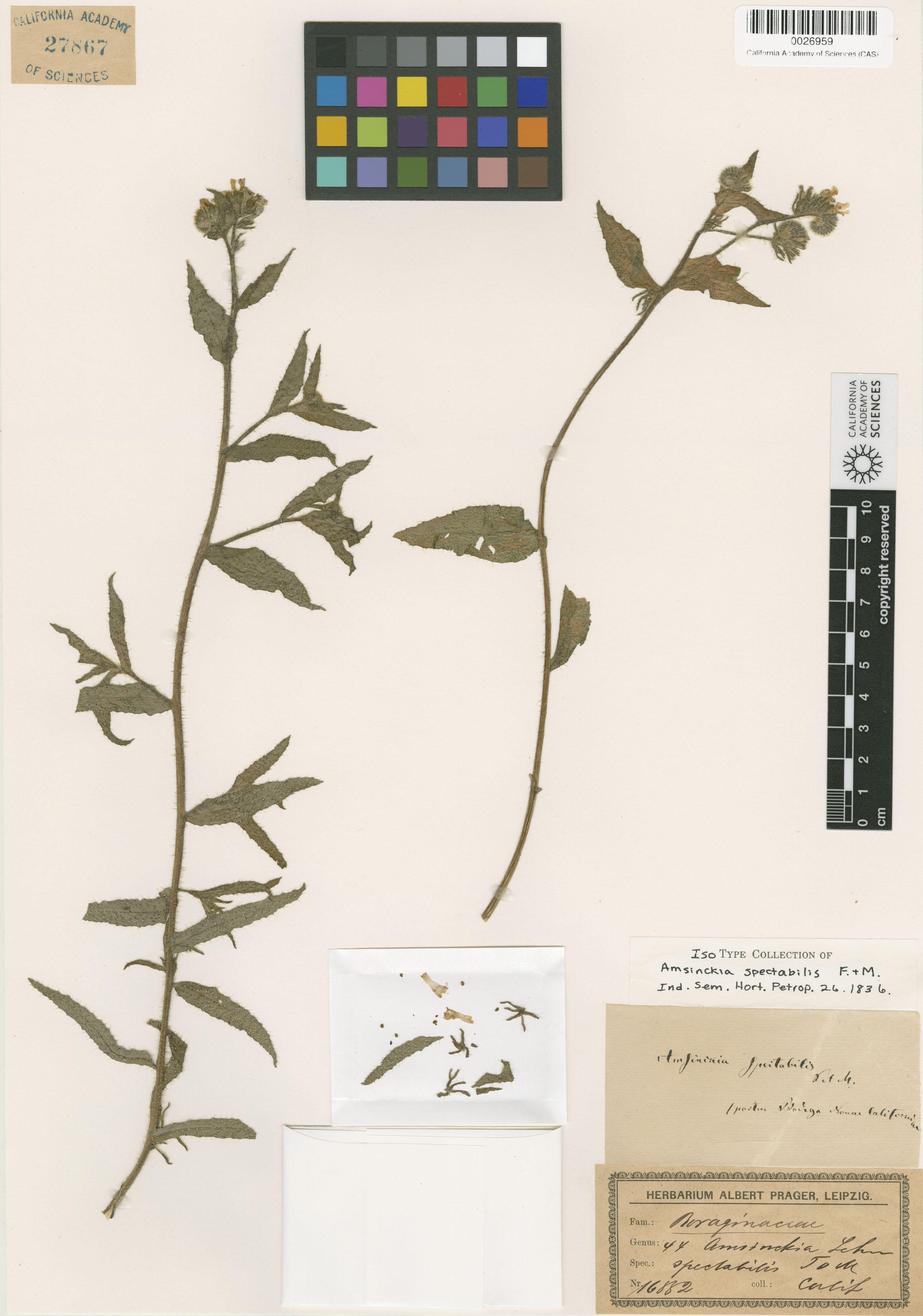 Amsinckia spectabilis image