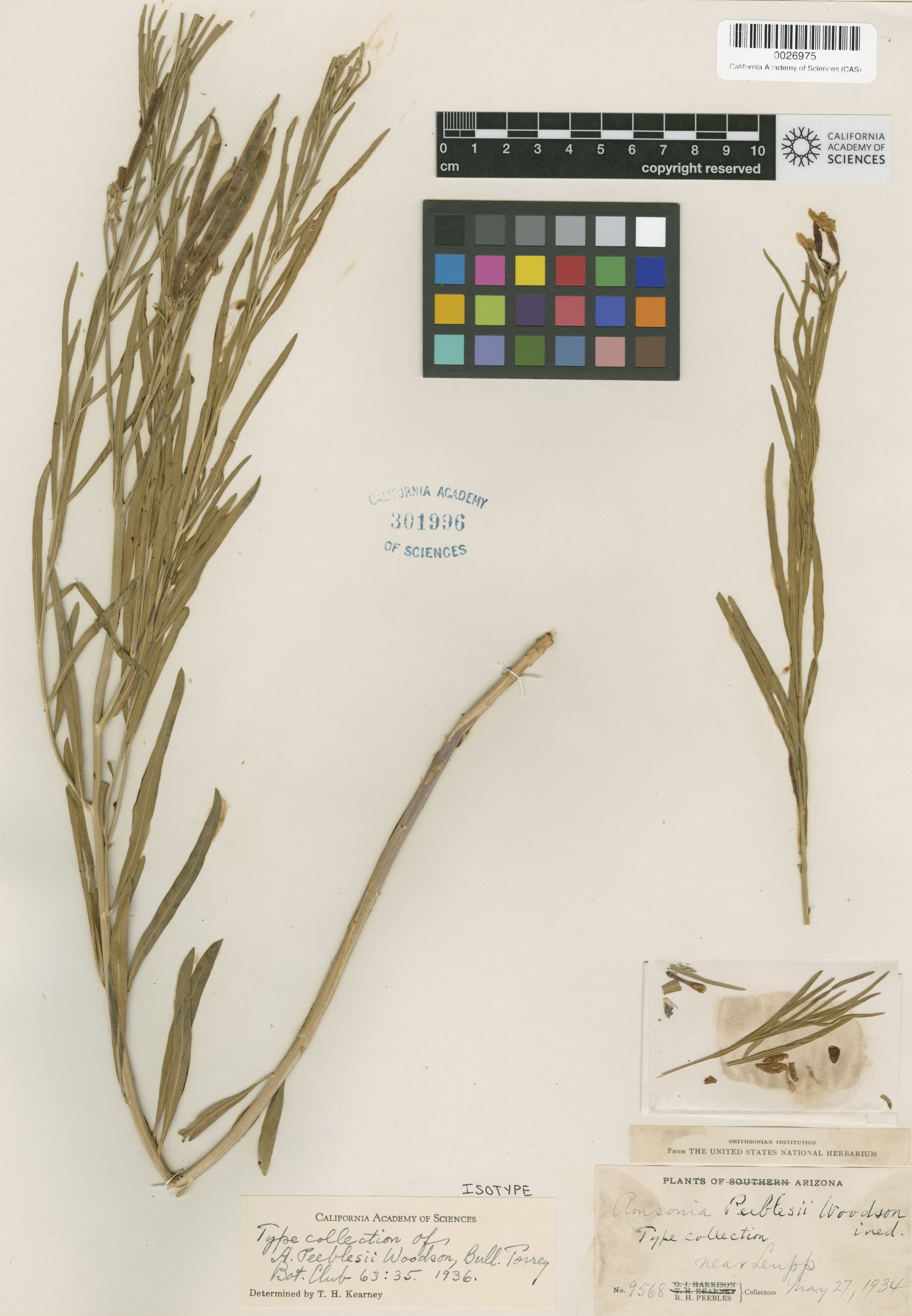 Amsonia peeblesii image
