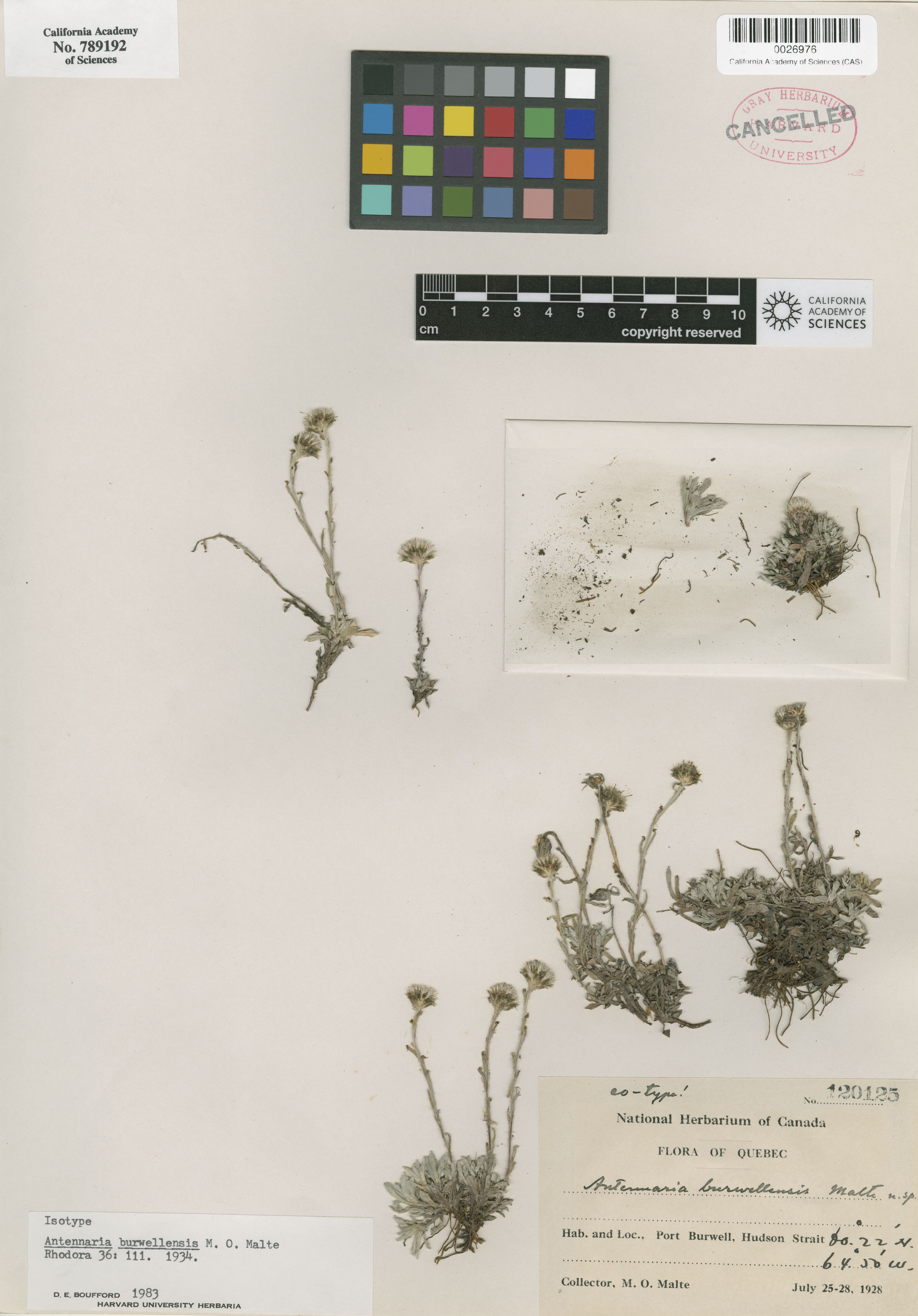 Antennaria monocephala ssp. angustata image