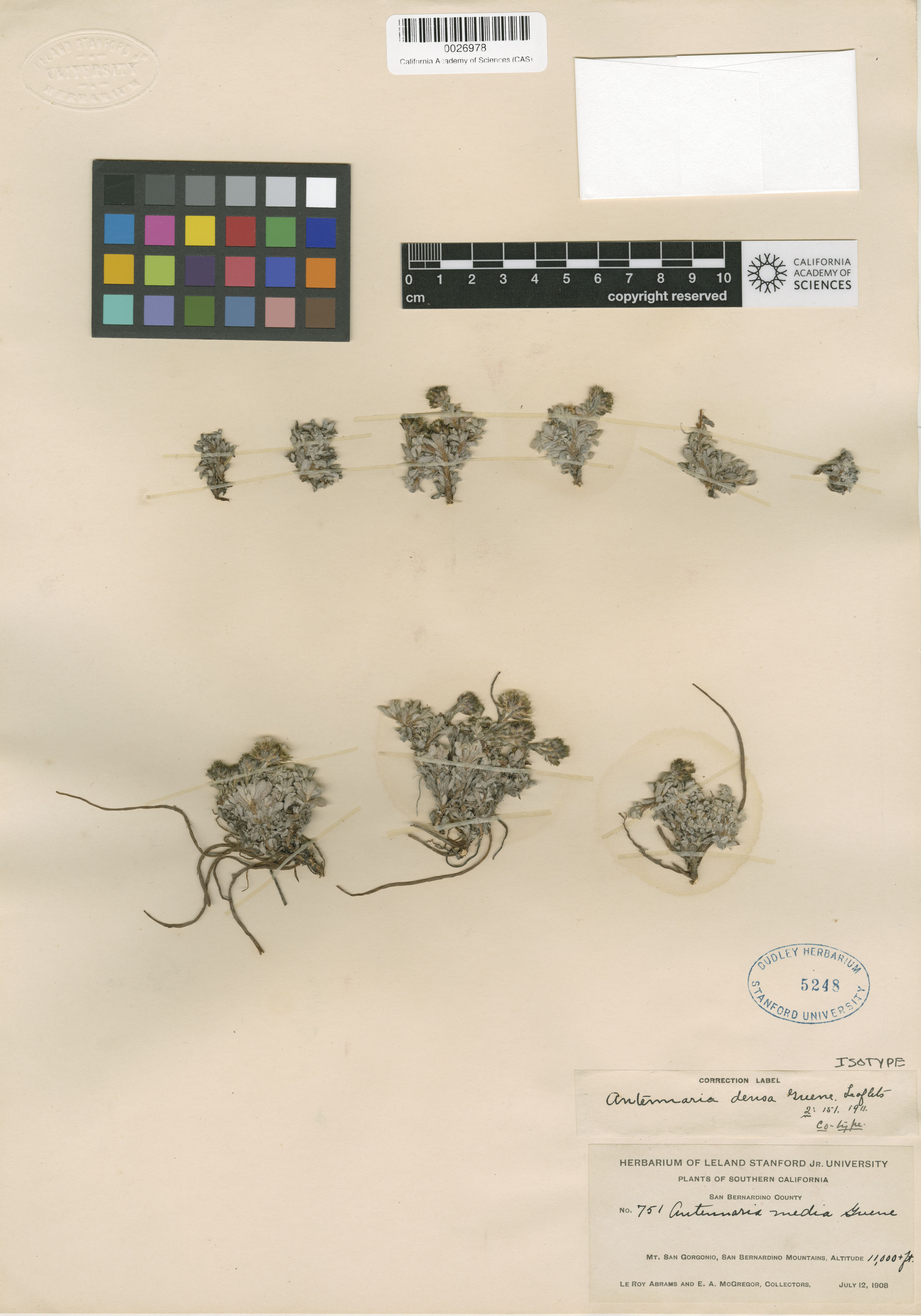 Antennaria media image