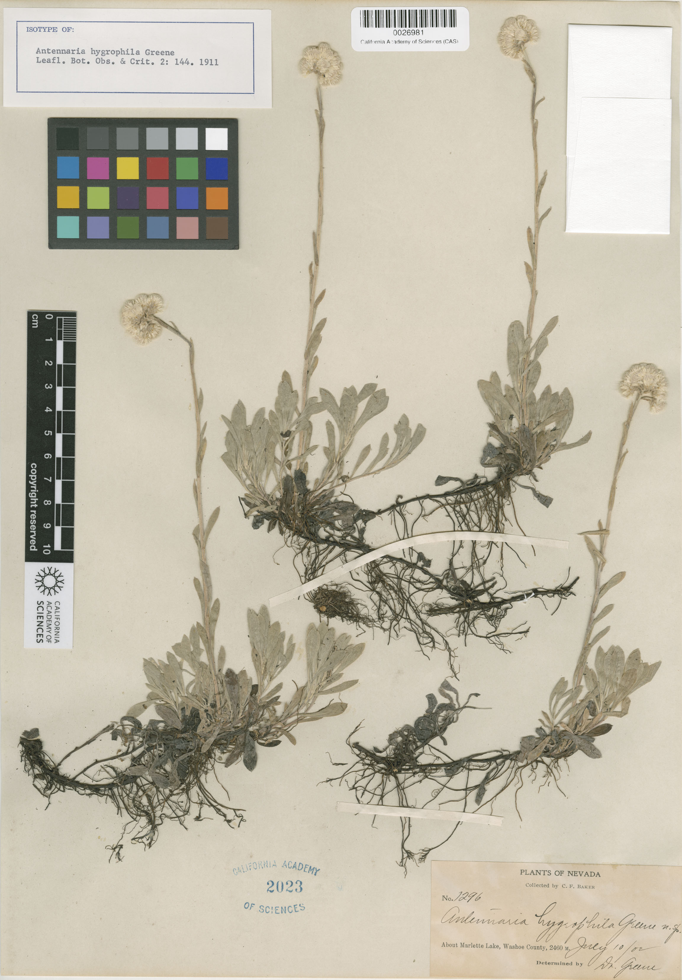 Antennaria corymbosa image