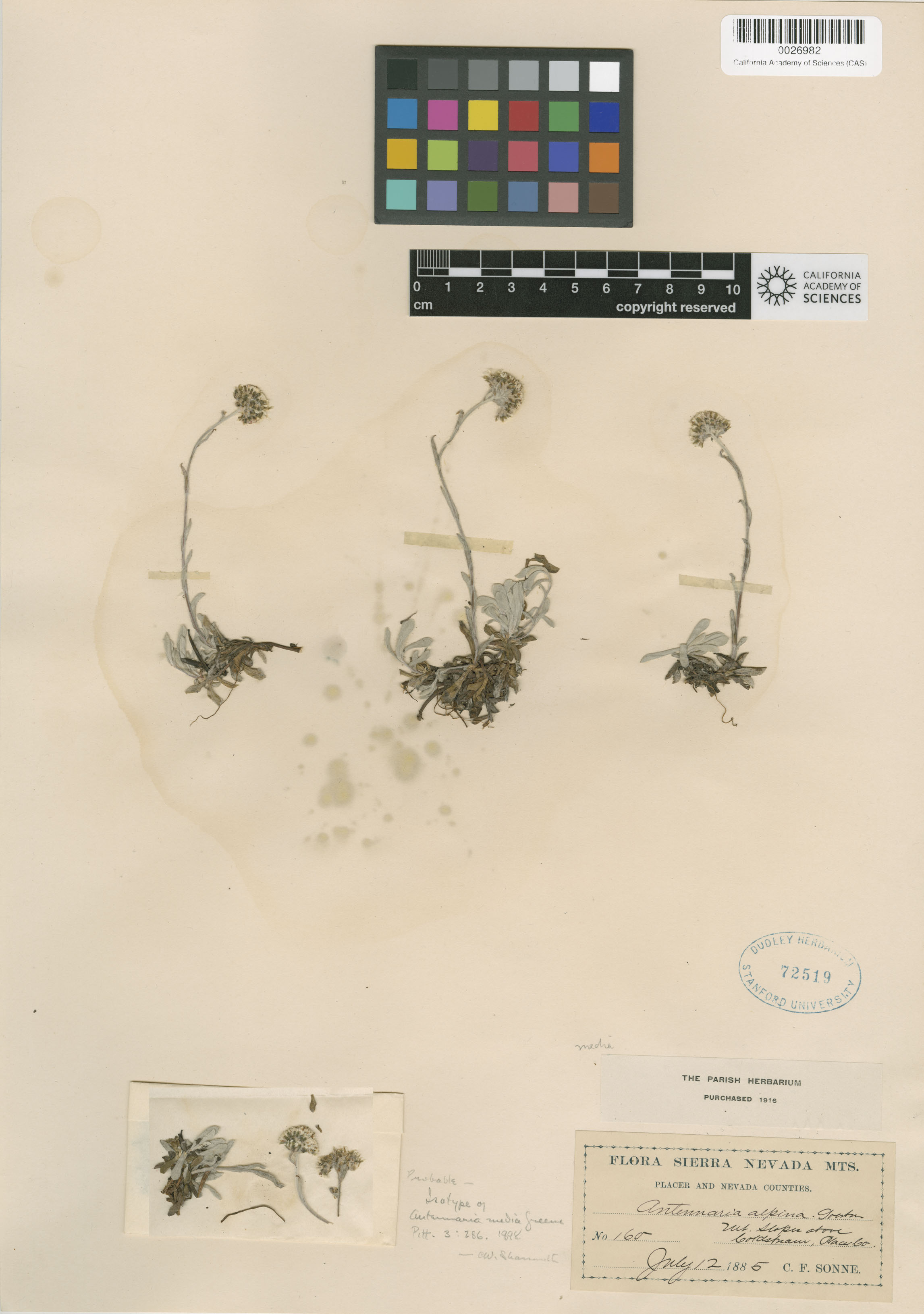 Antennaria media image