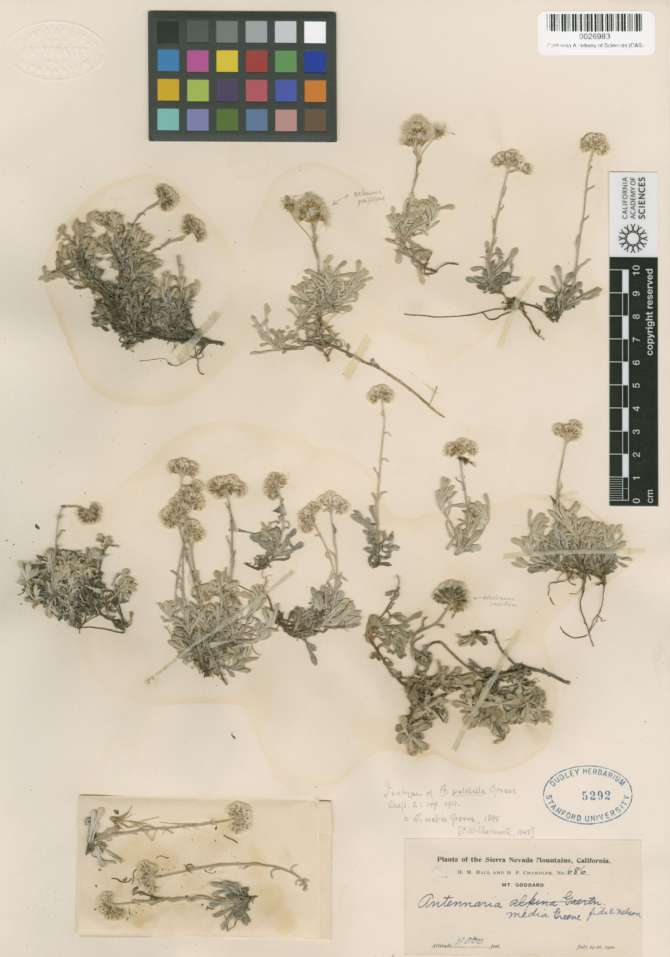 Antennaria pulchella image