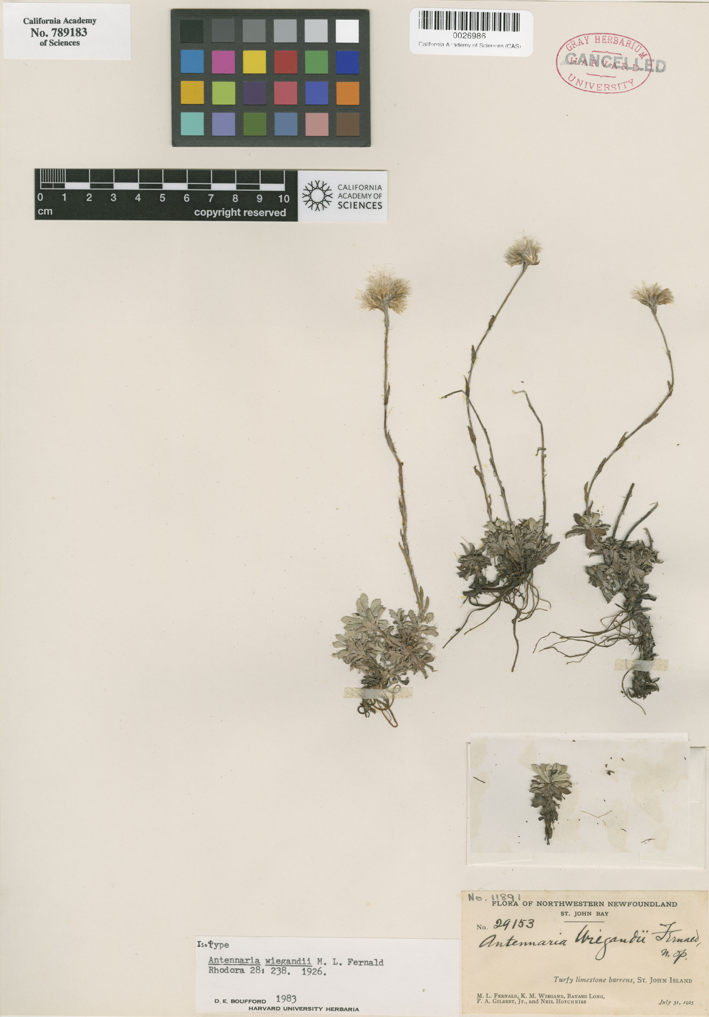 Antennaria alpina image