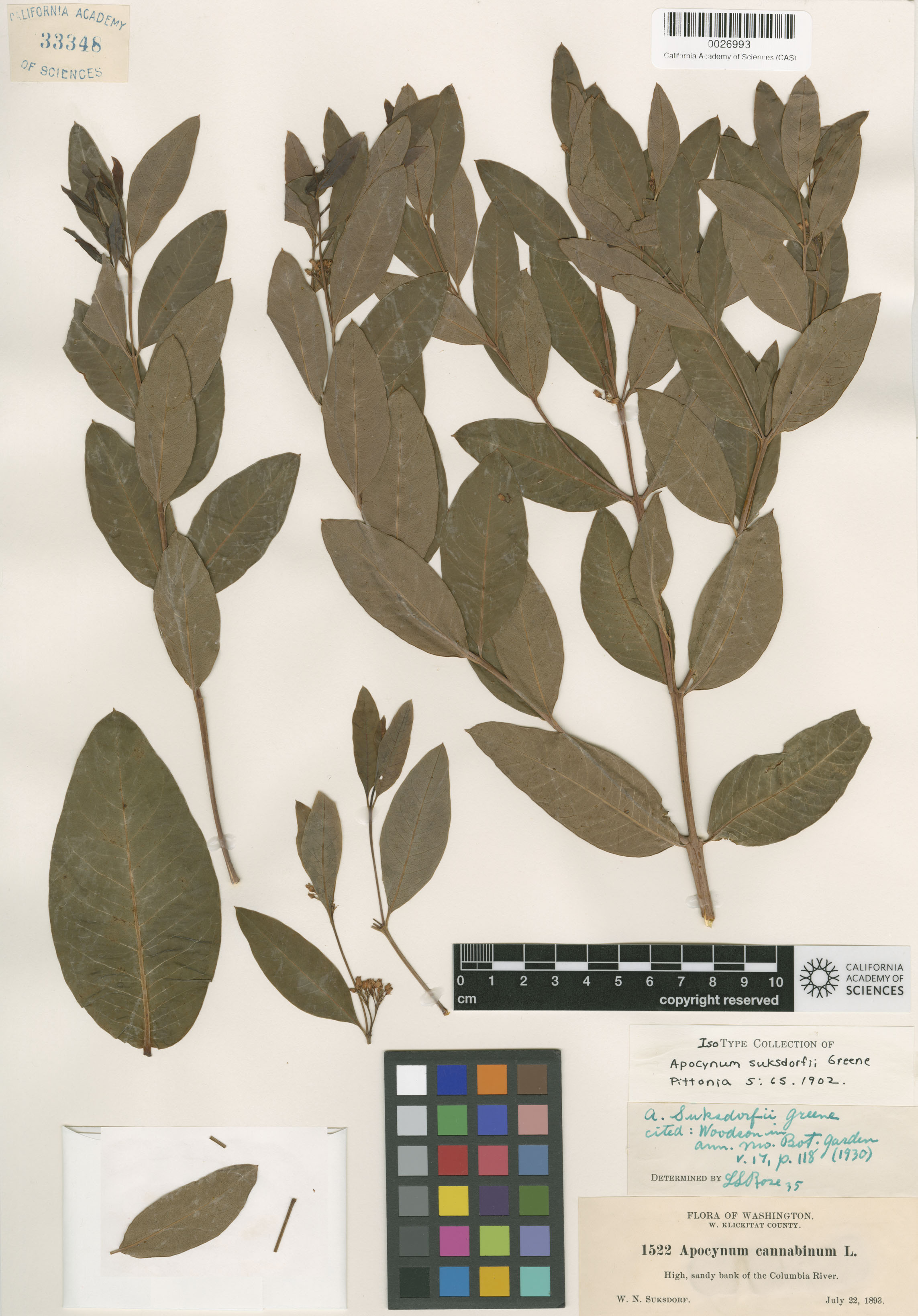 Apocynum cannabinum image