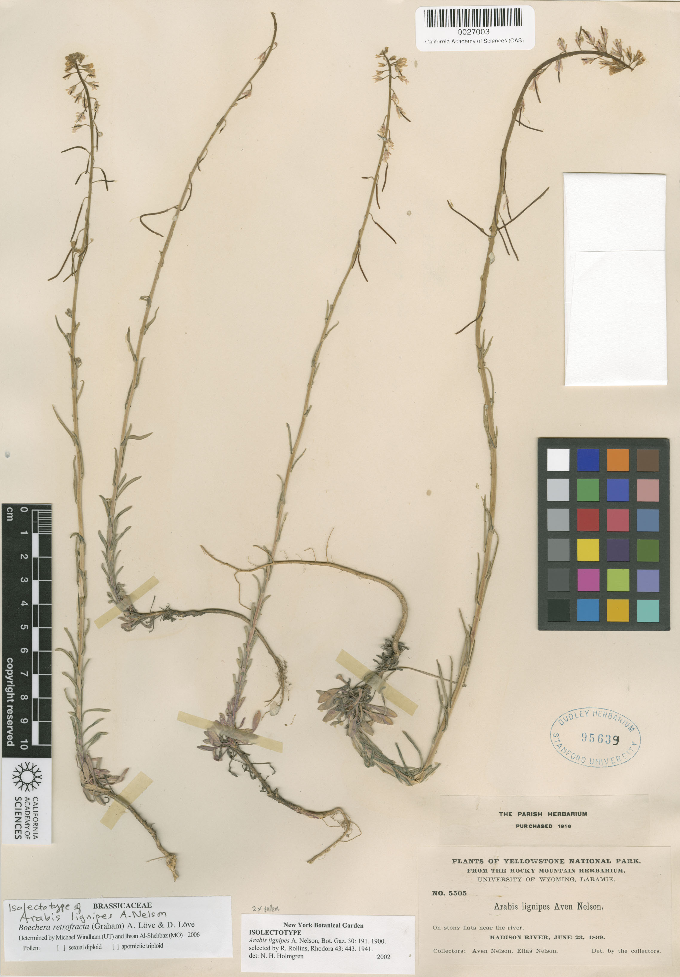 Boechera retrofracta image