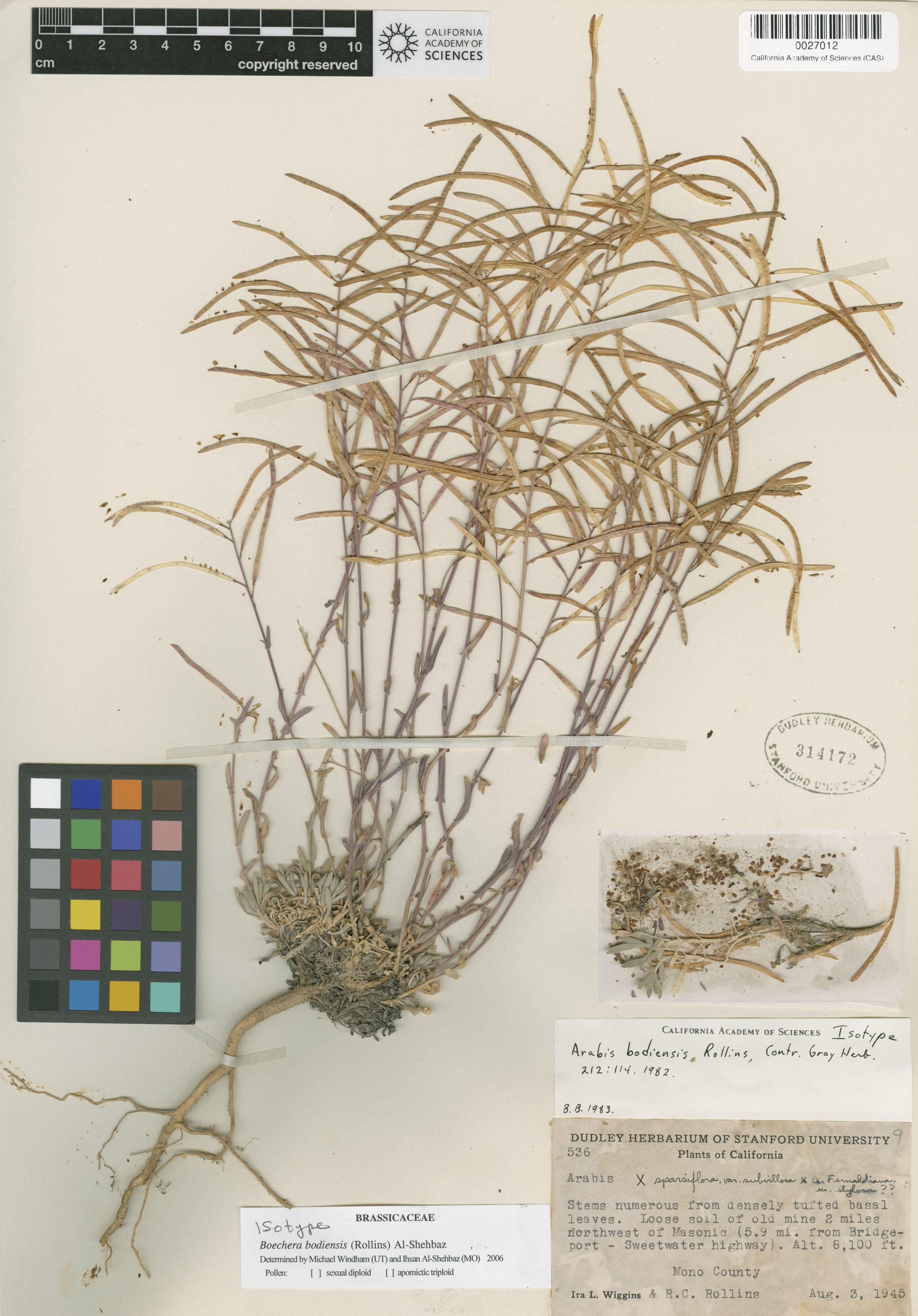 Boechera bodiensis image