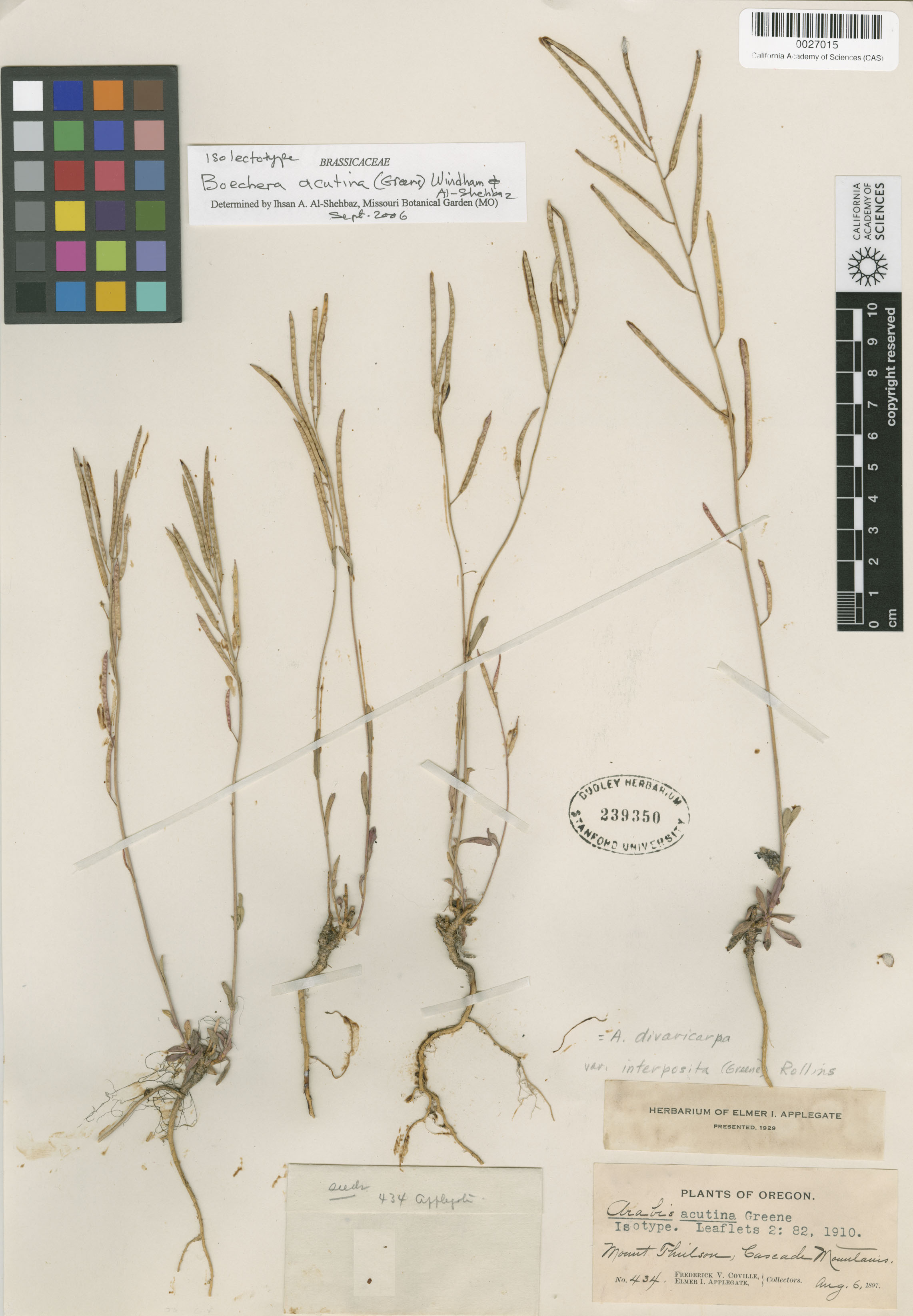 Boechera acutina image