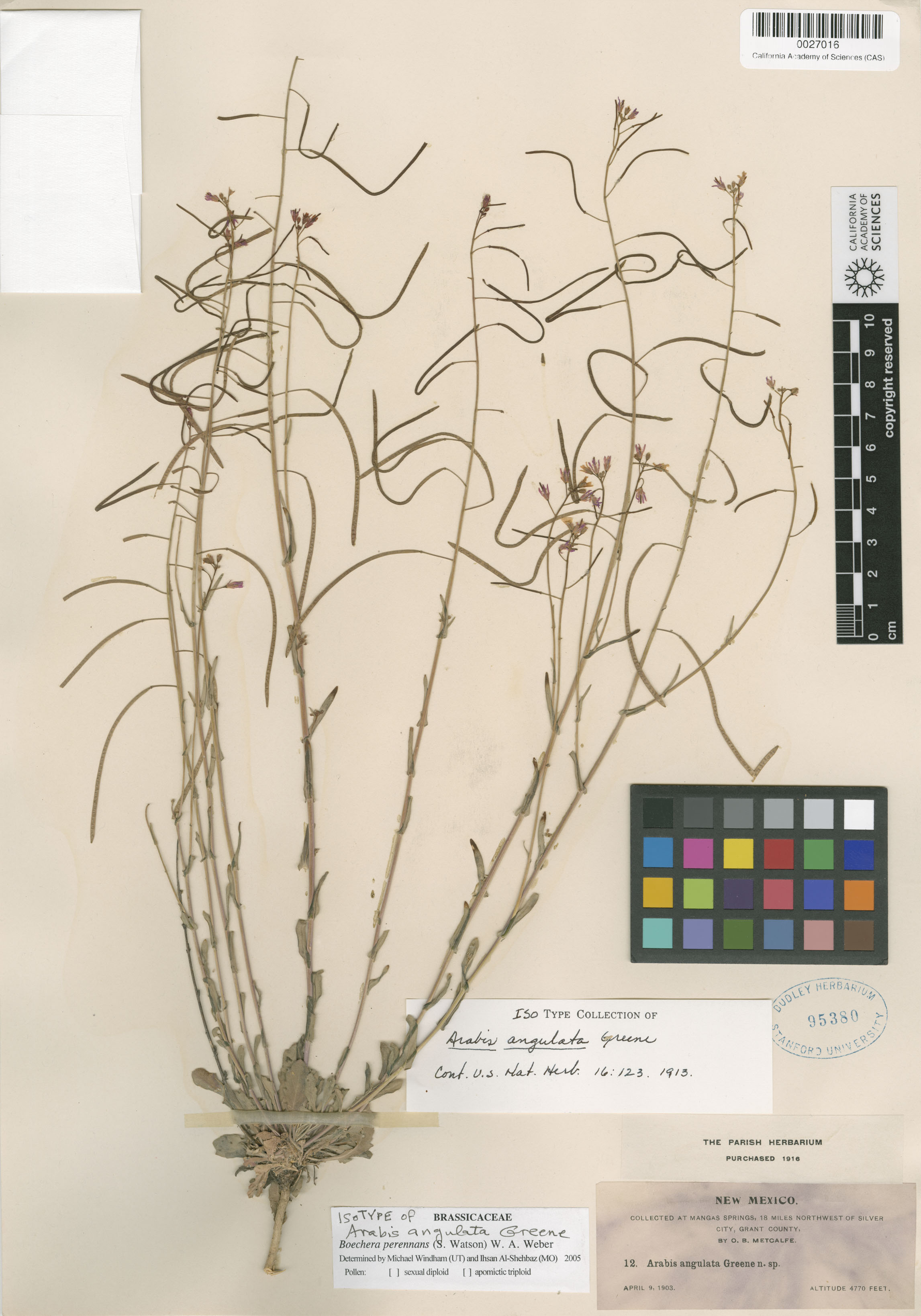 Boechera perennans image