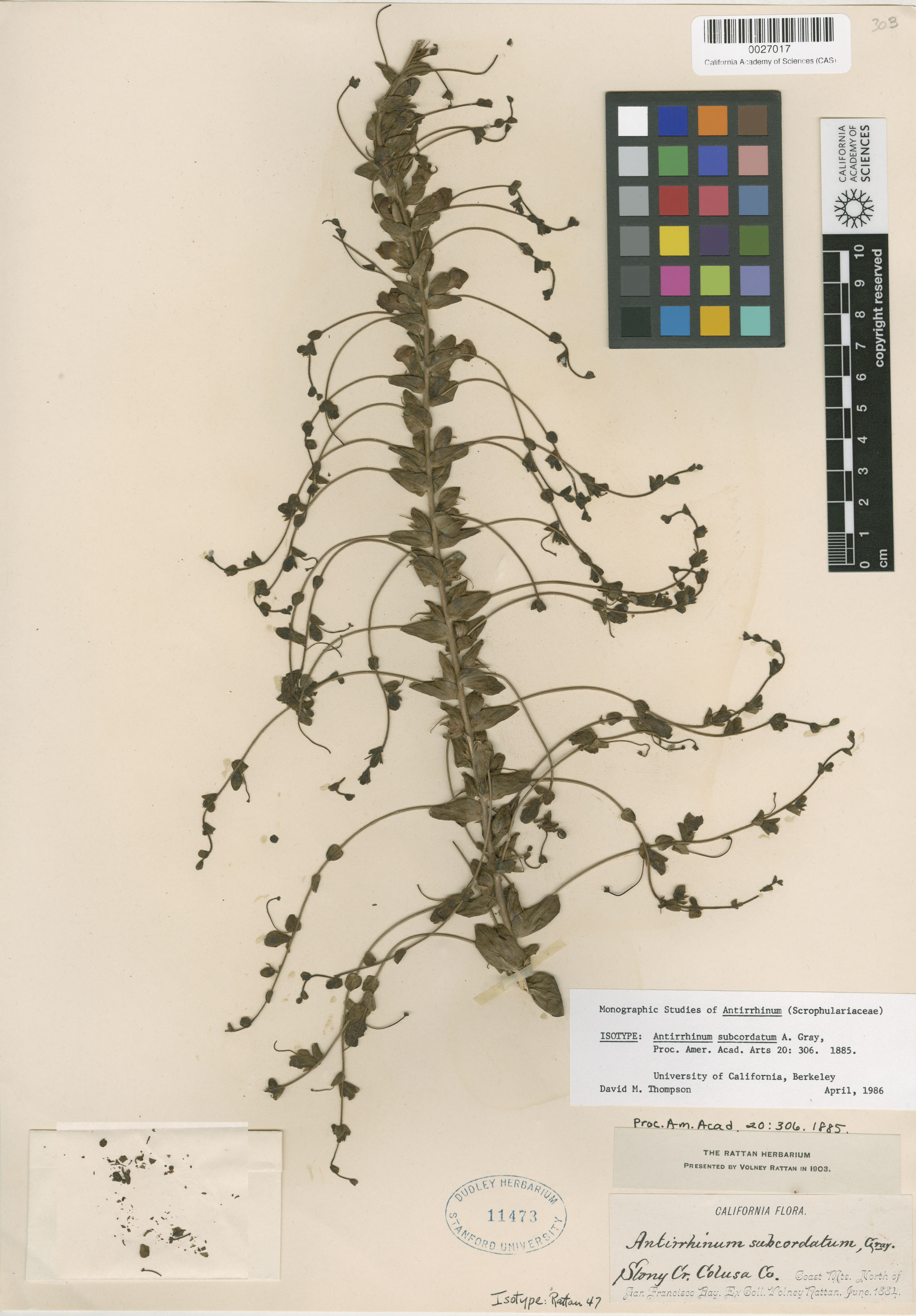 Sairocarpus subcordatus image