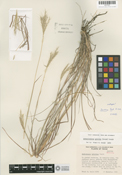Image of Bothriochloa hybrida