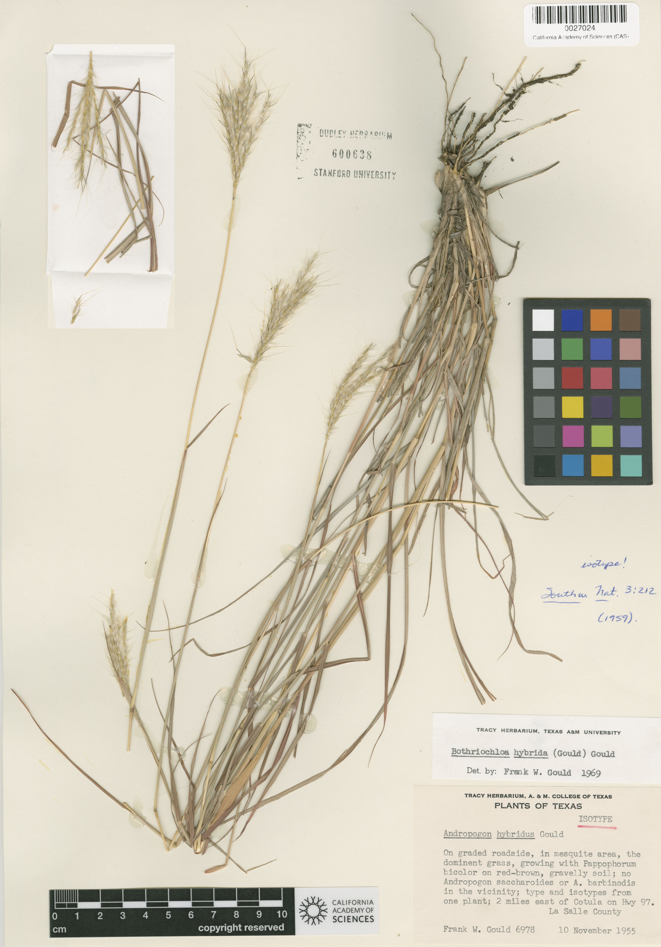 Bothriochloa image
