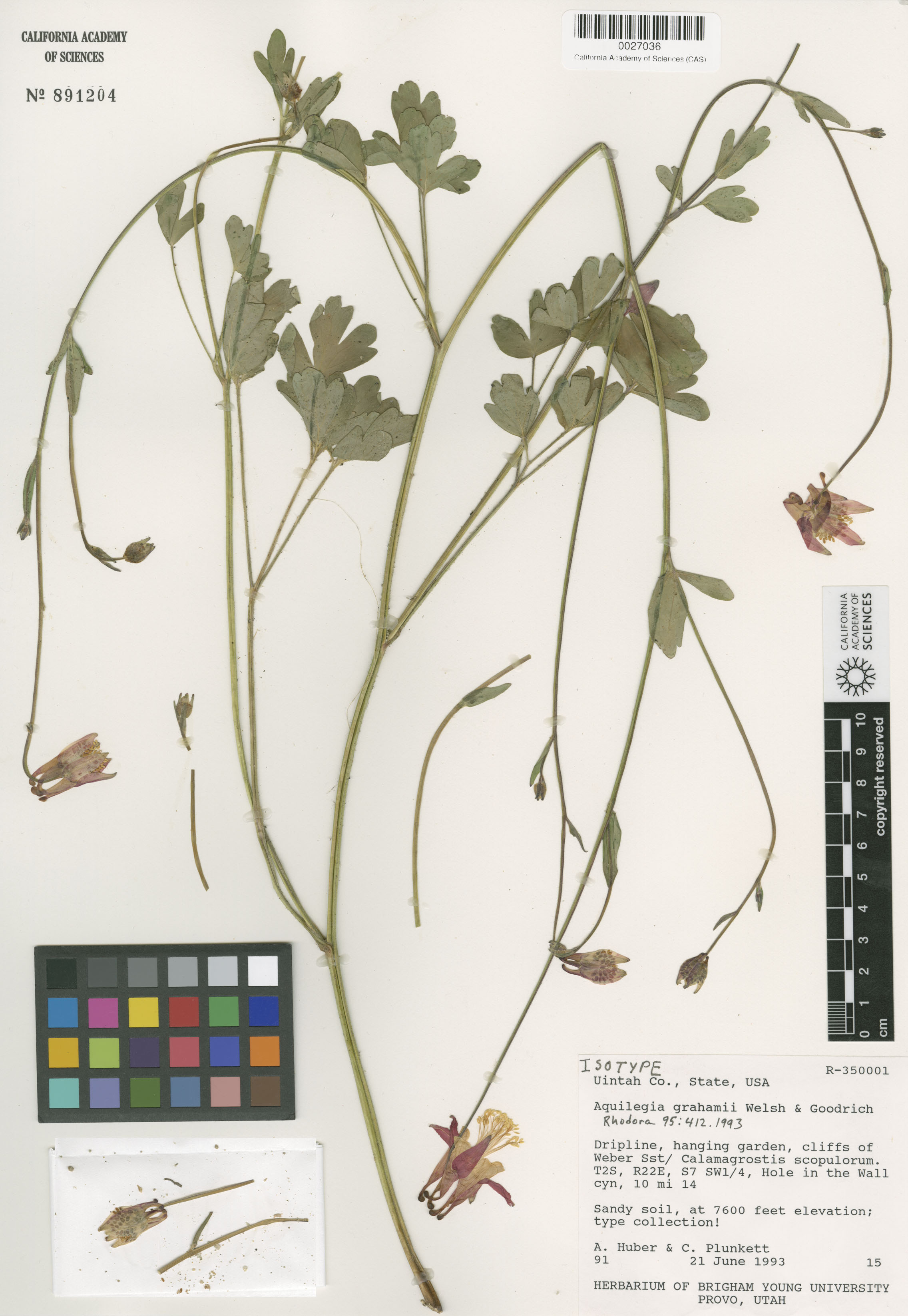 Aquilegia image