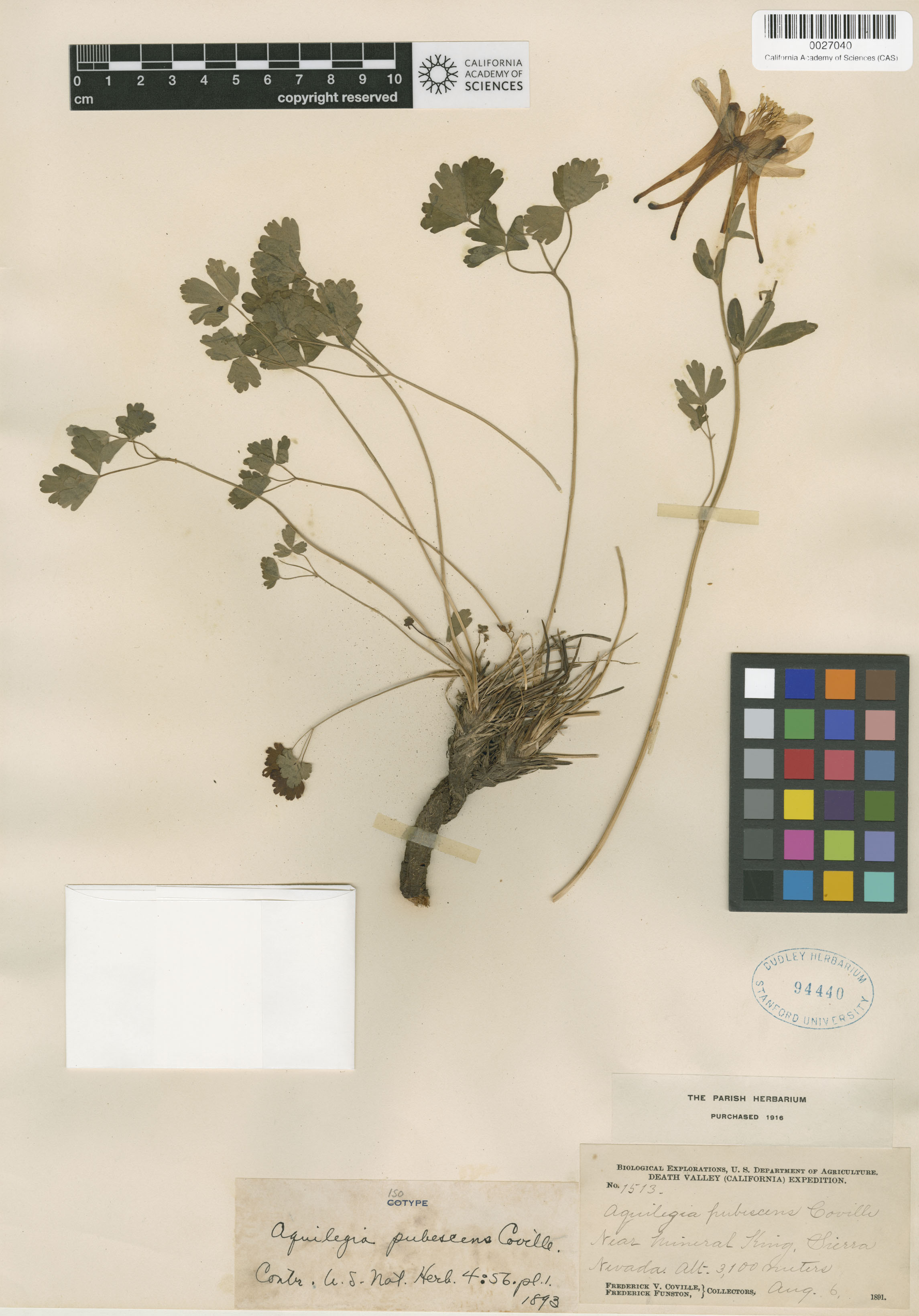 Aquilegia pubescens image
