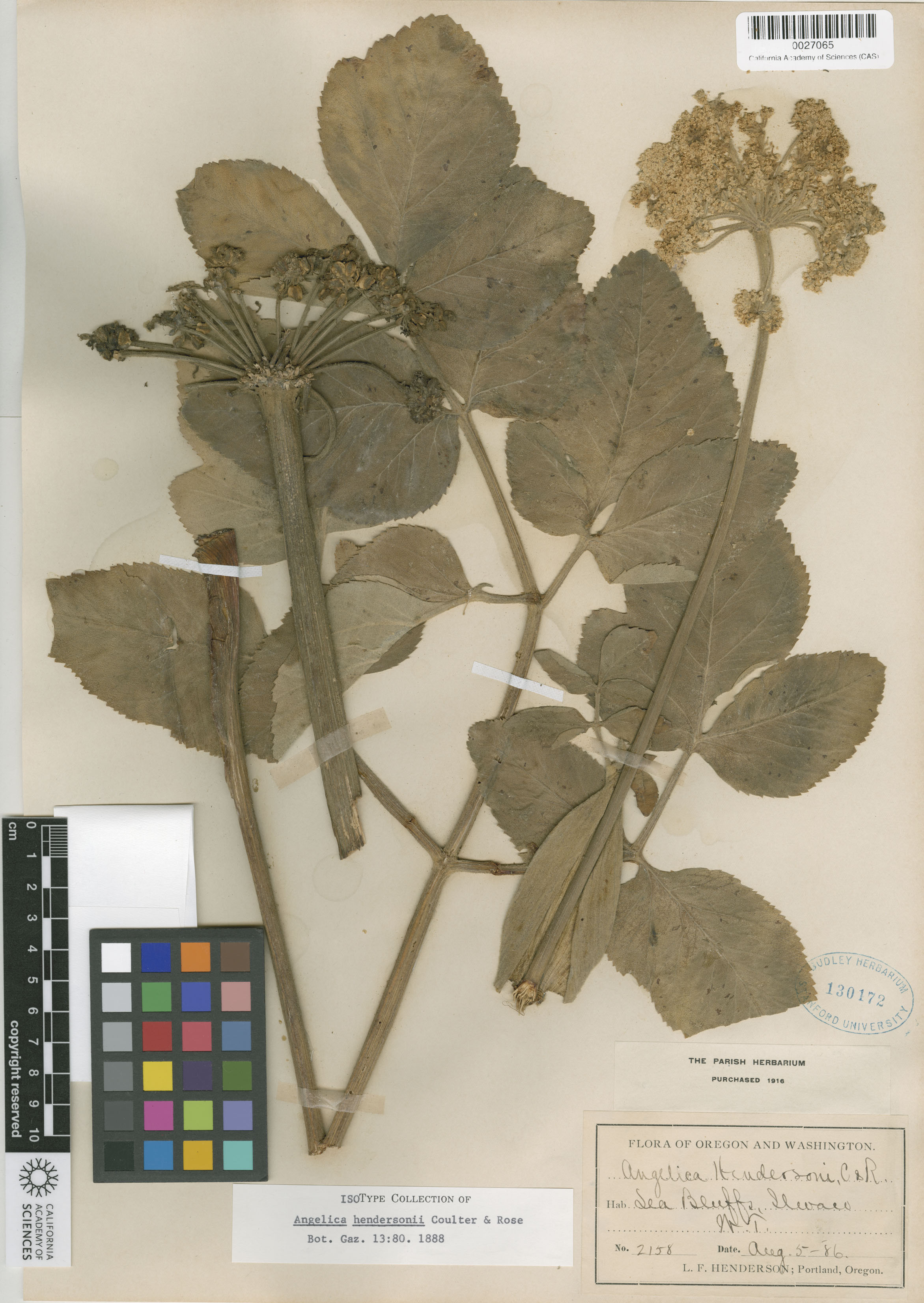 Angelica hendersonii image