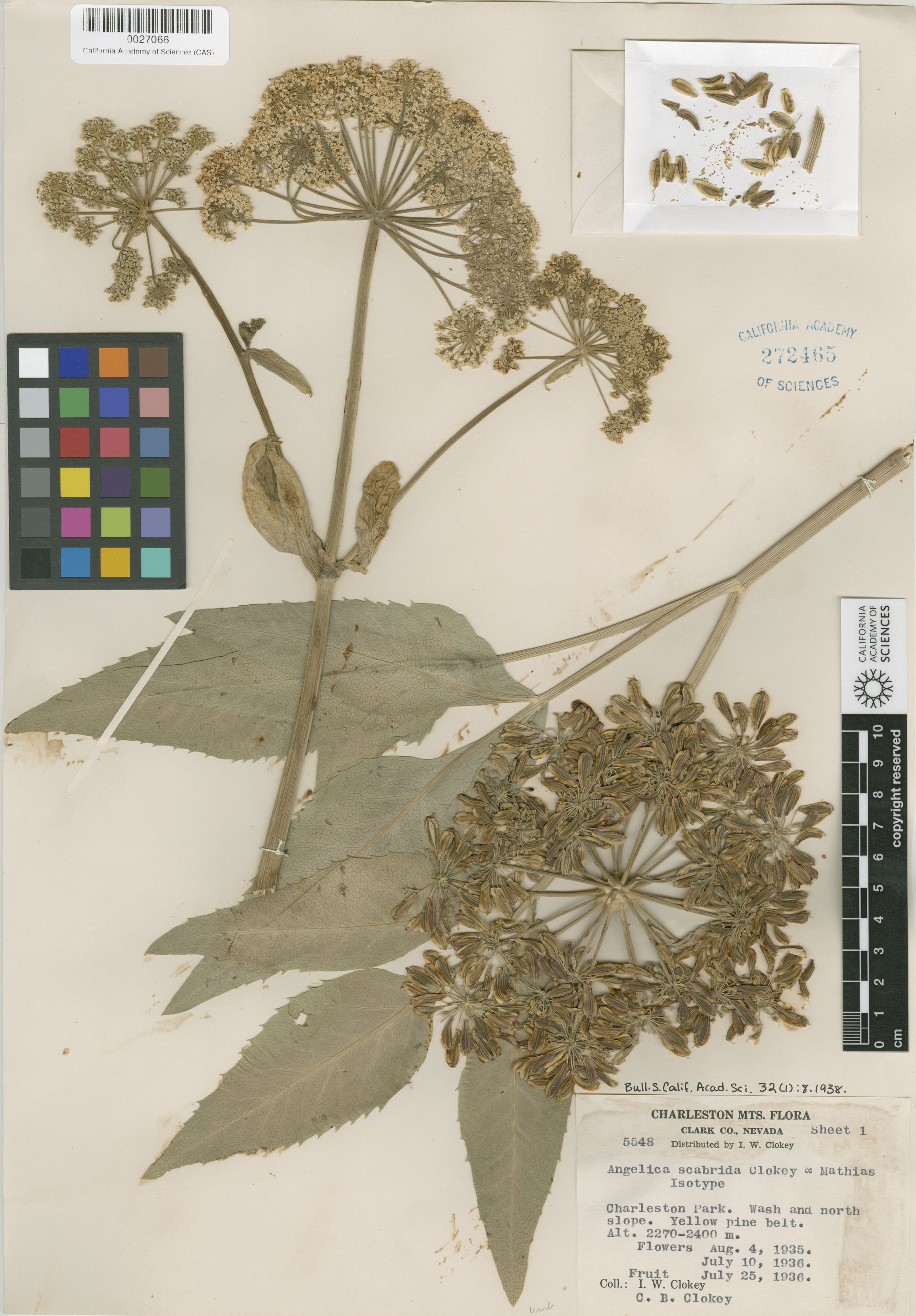 Angelica image