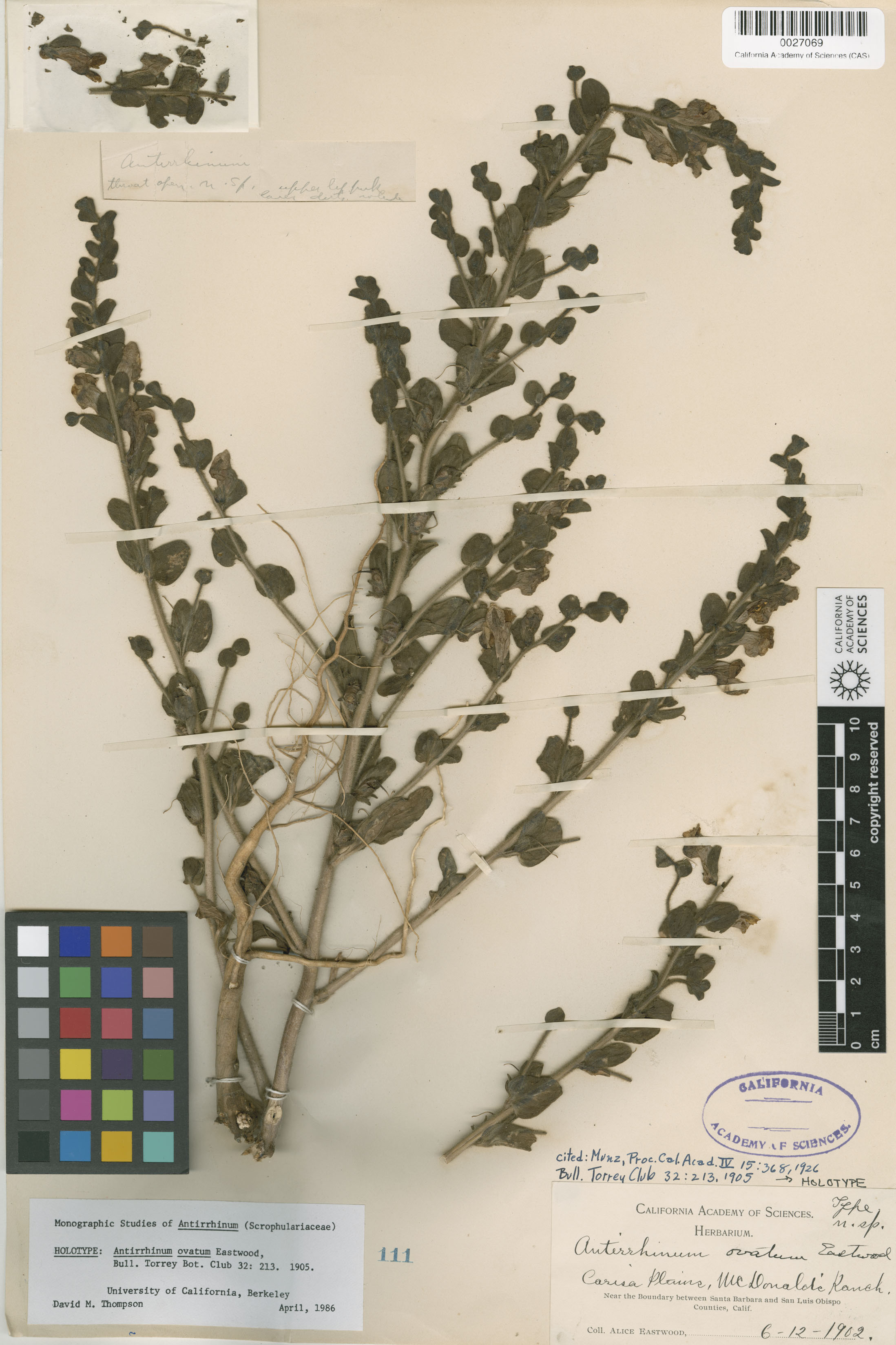 Howelliella ovata image