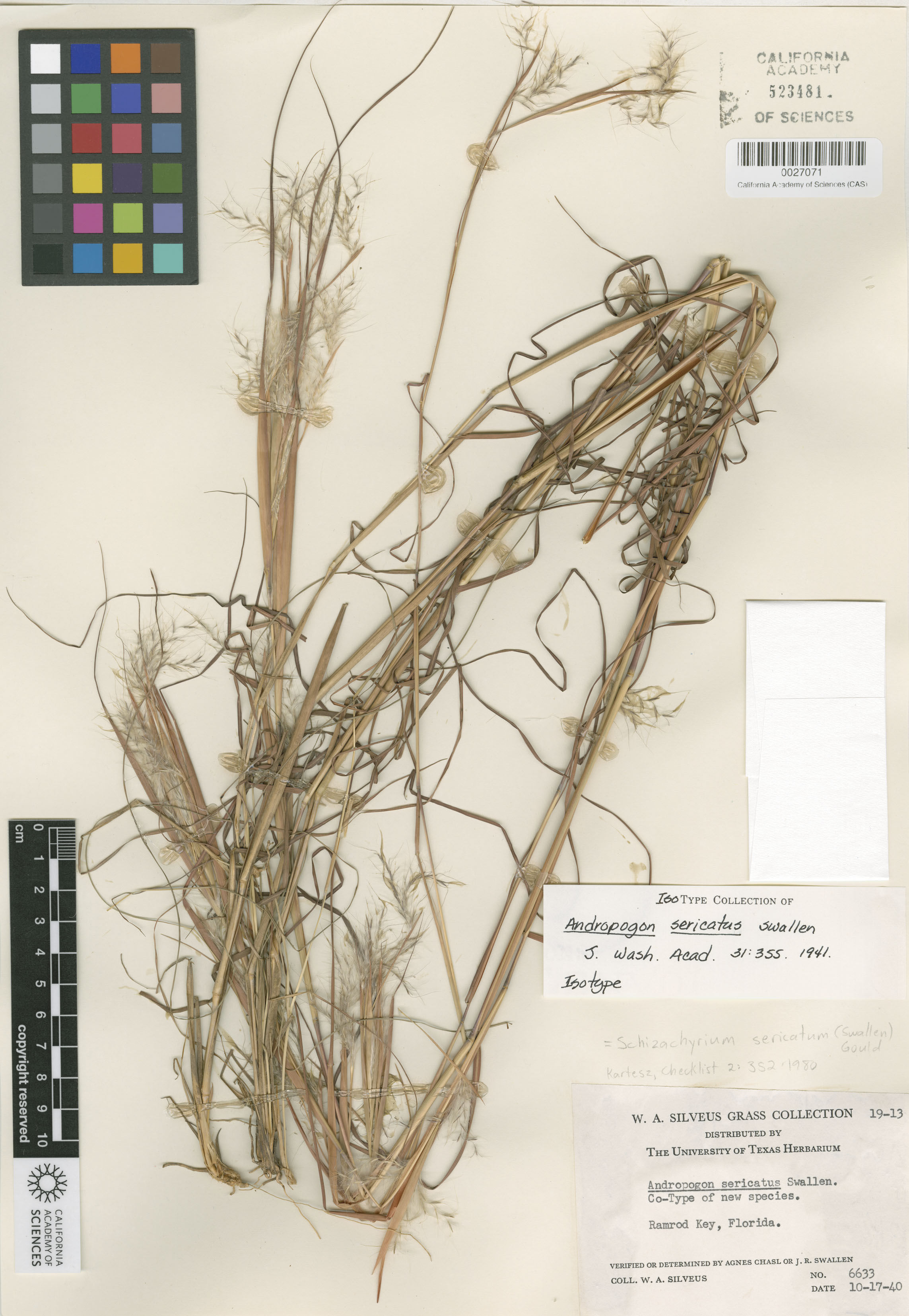 Schizachyrium sericatum image