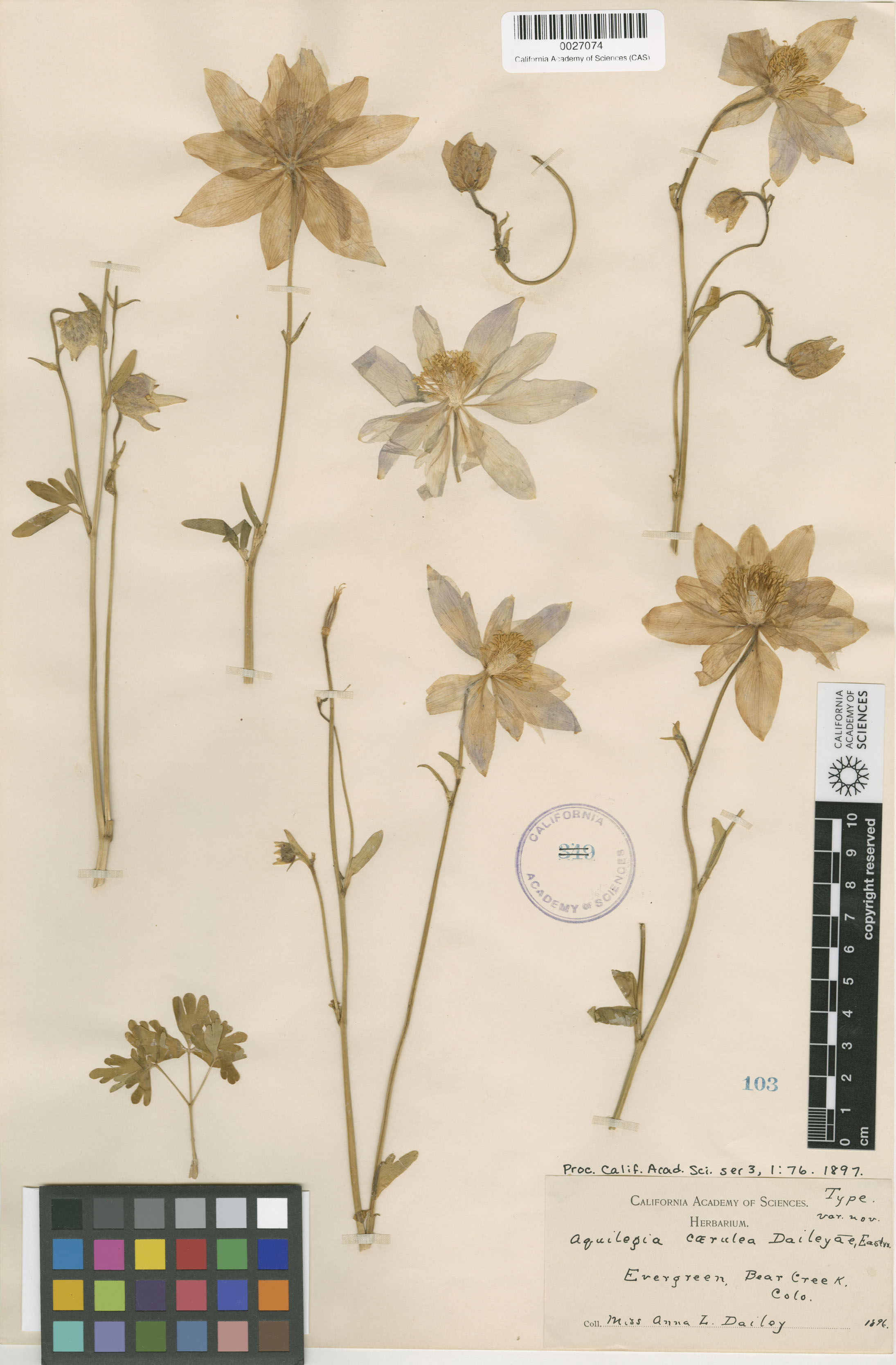 Aquilegia coerulea var. coerulea image