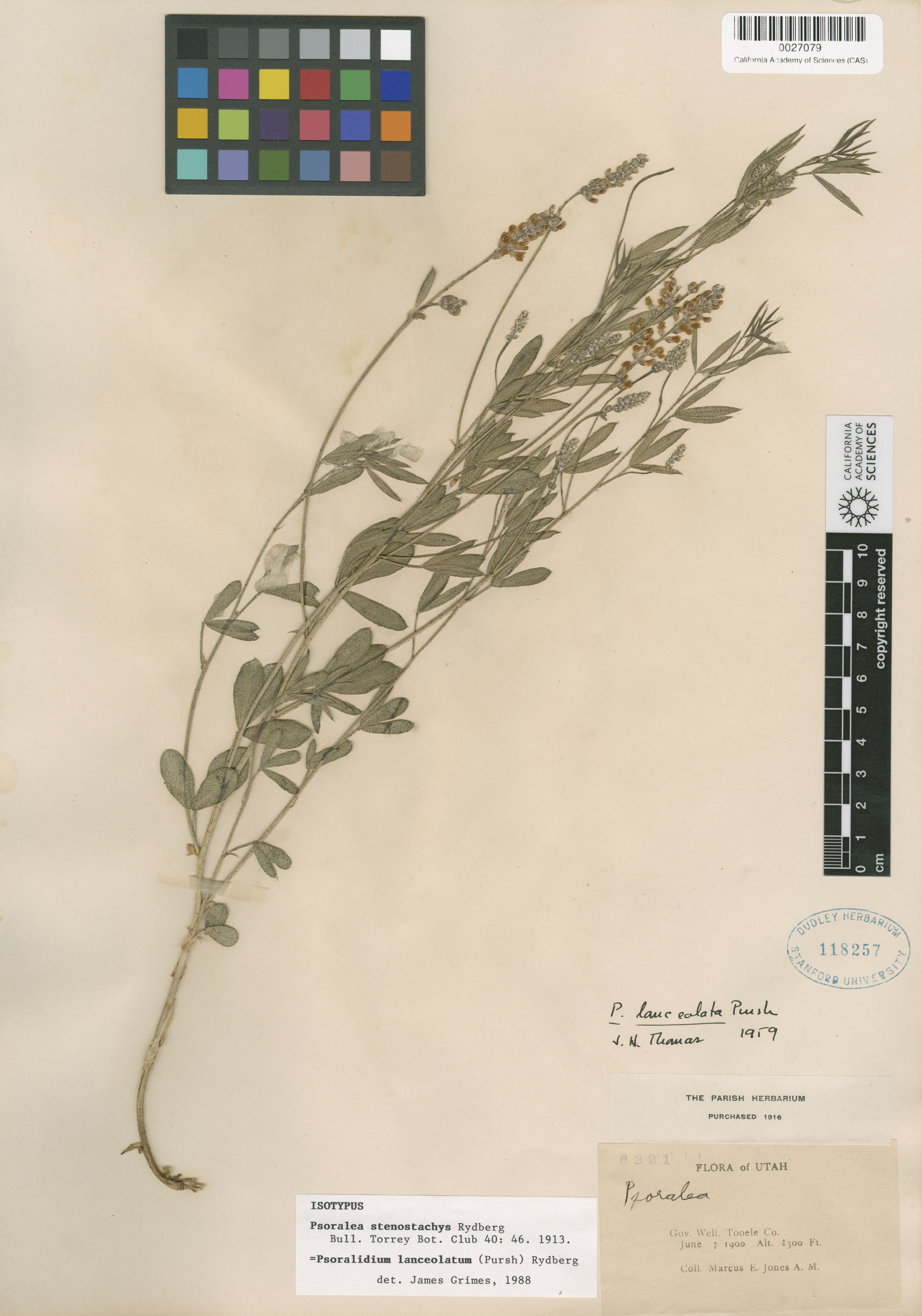 Psoralidium lanceolatum image