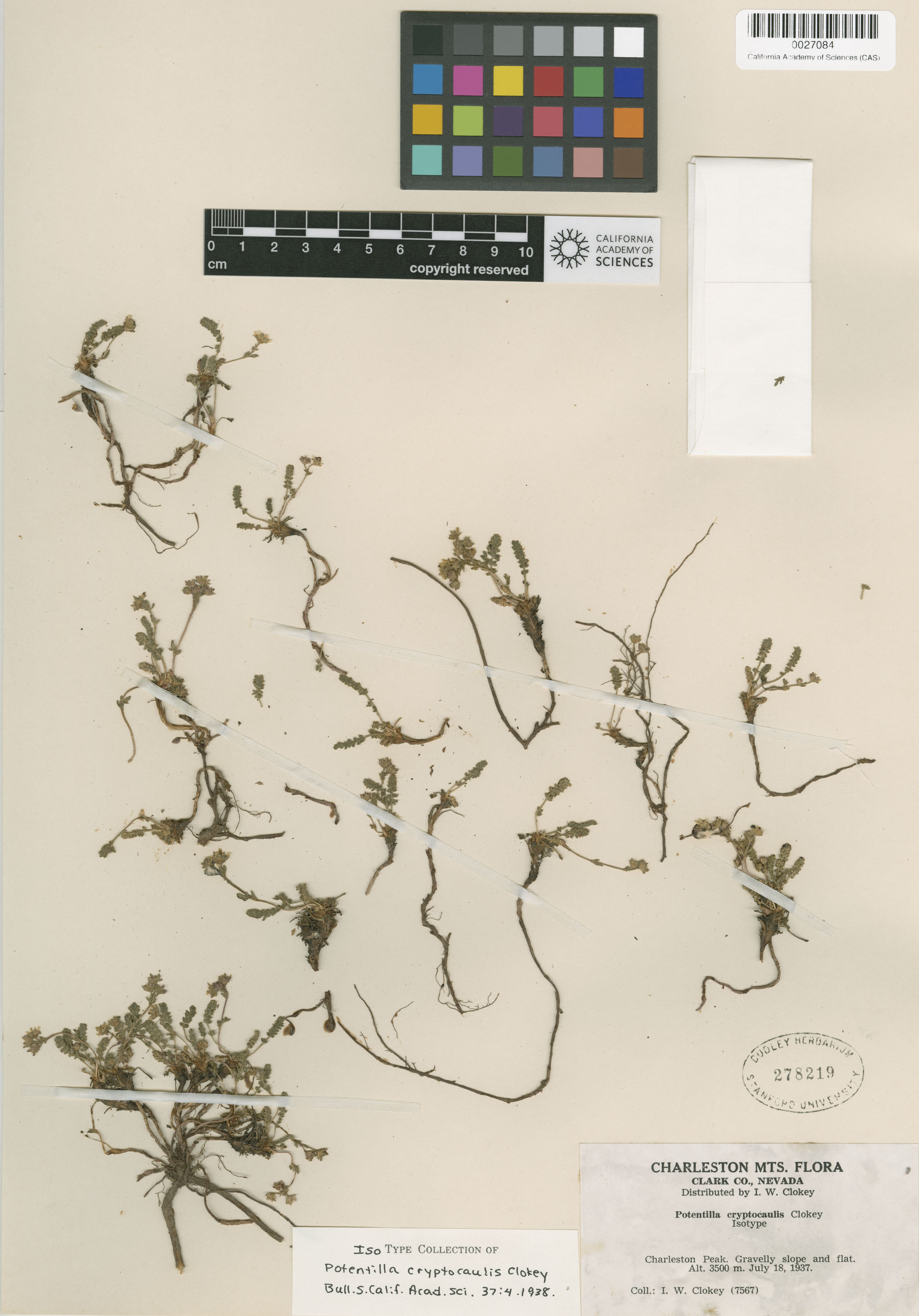 Ivesia cryptocaulis image