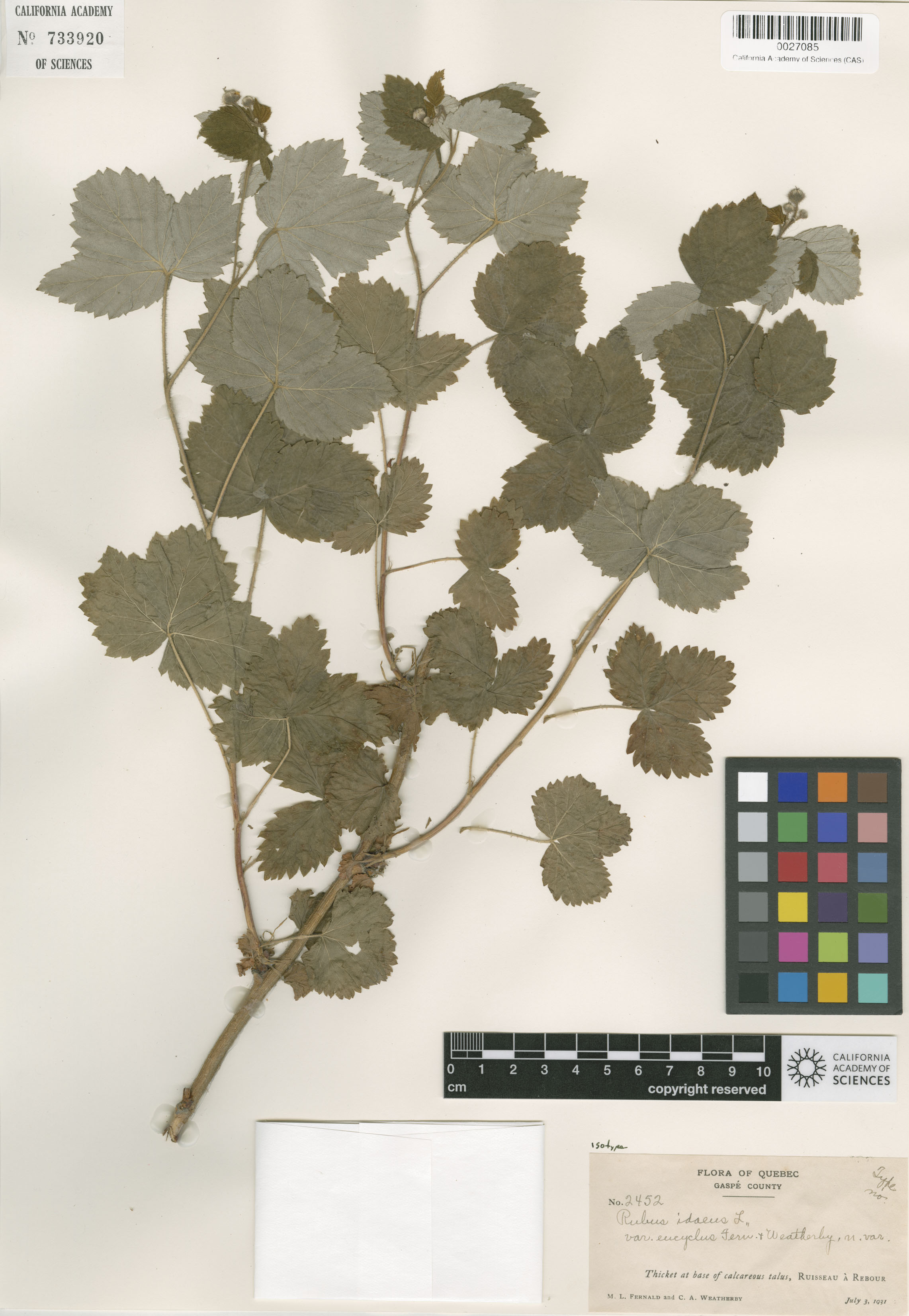 Rubus sachalinensis var. sachalinensis image
