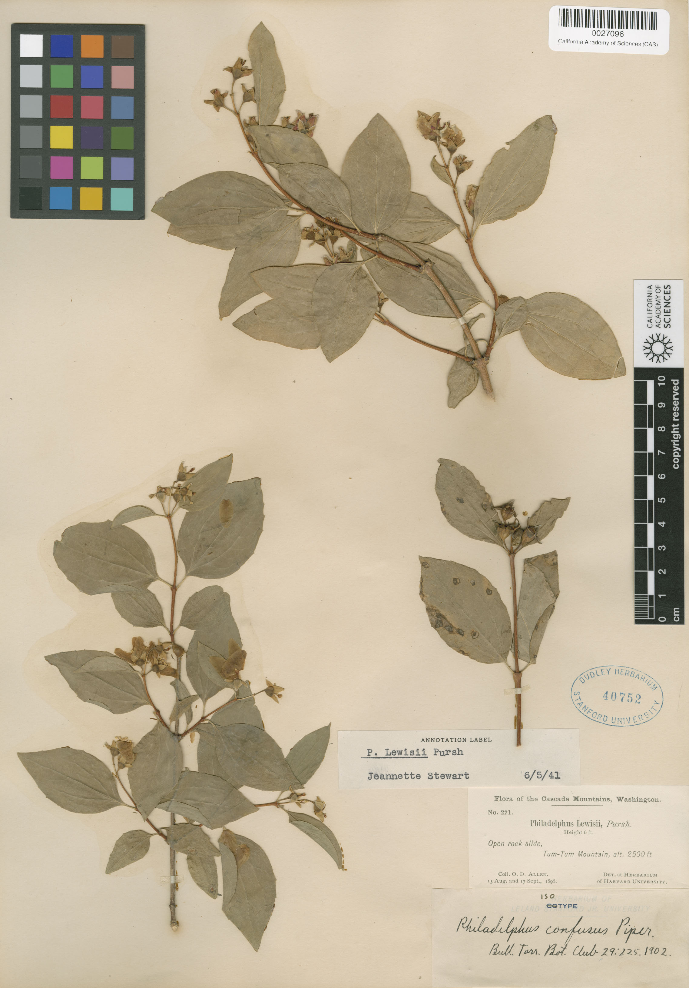 Philadelphus lewisii image