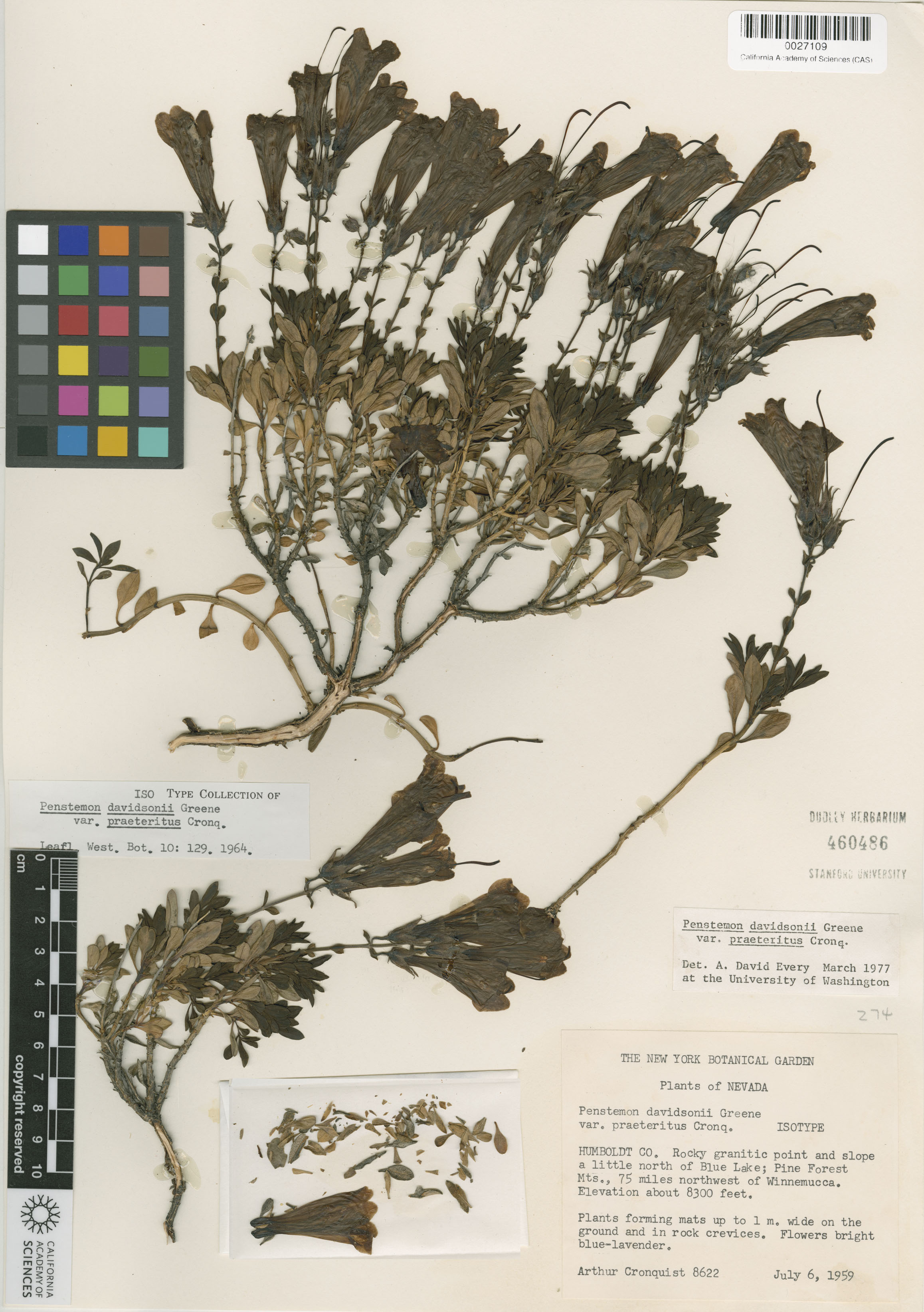 Penstemon davidsonii image