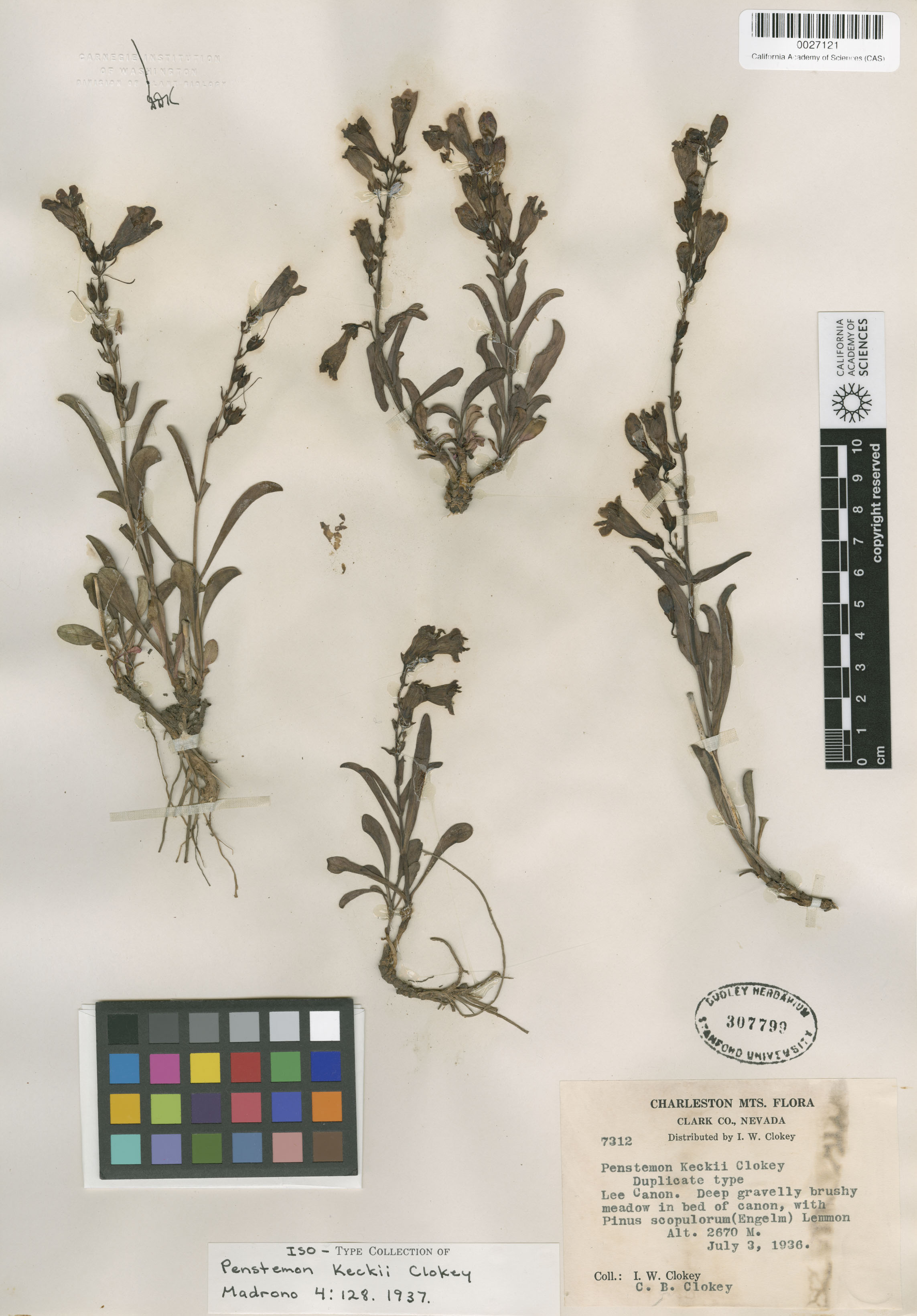 Penstemon leiophyllus var. keckii image