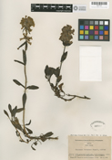 Penstemon flavescens image