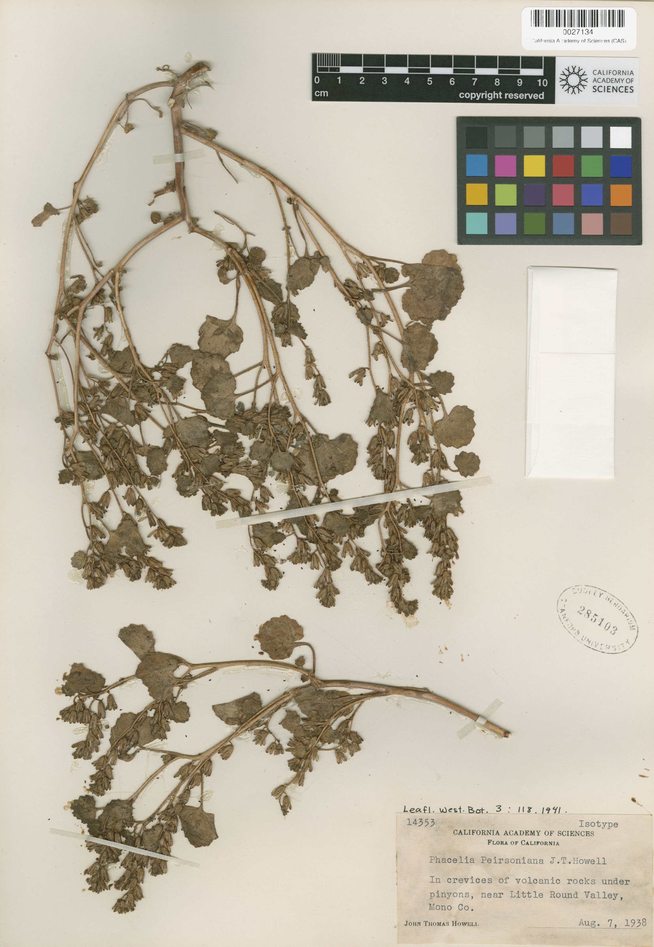 Phacelia peirsoniana image