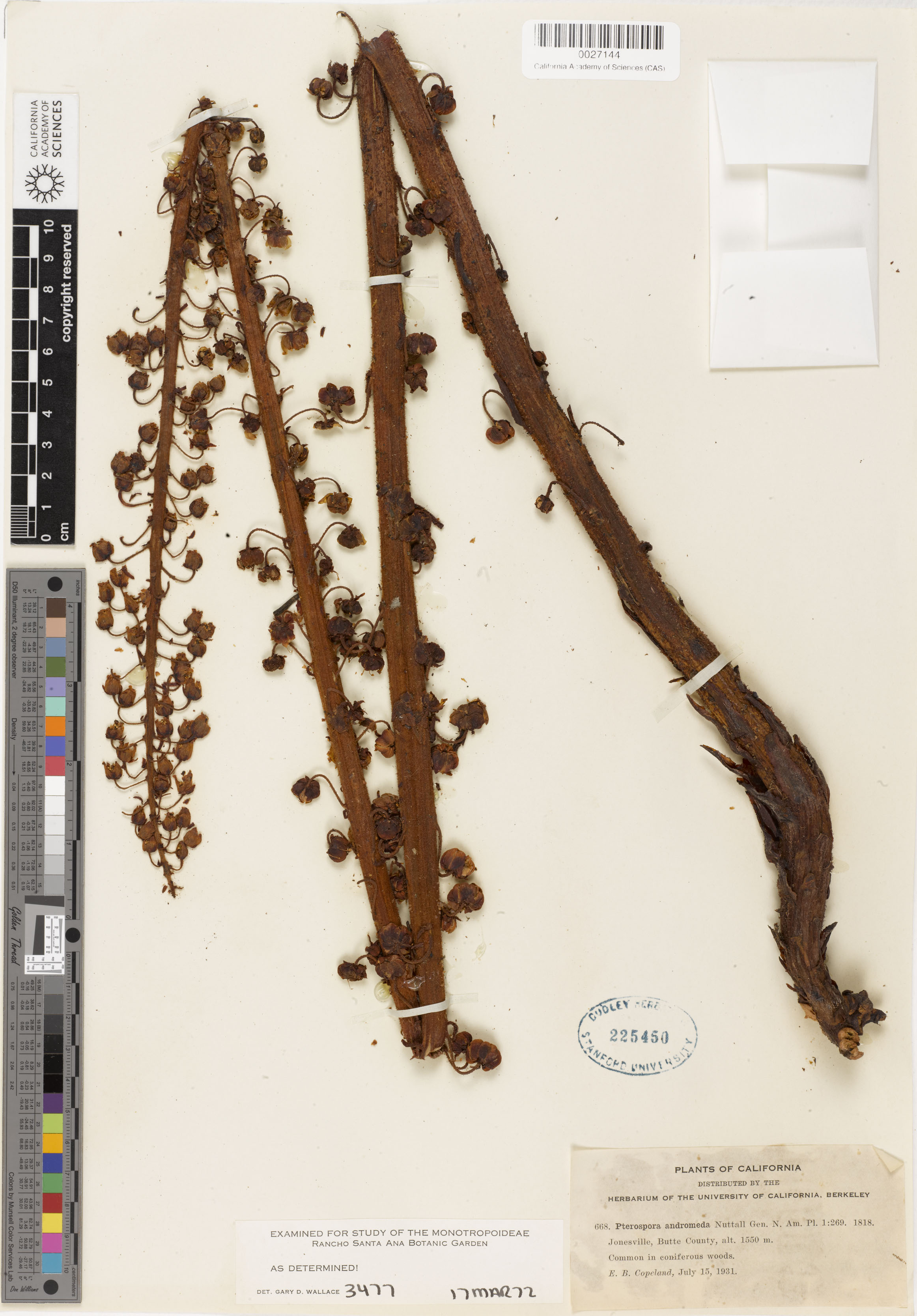 Pterospora andromedea image