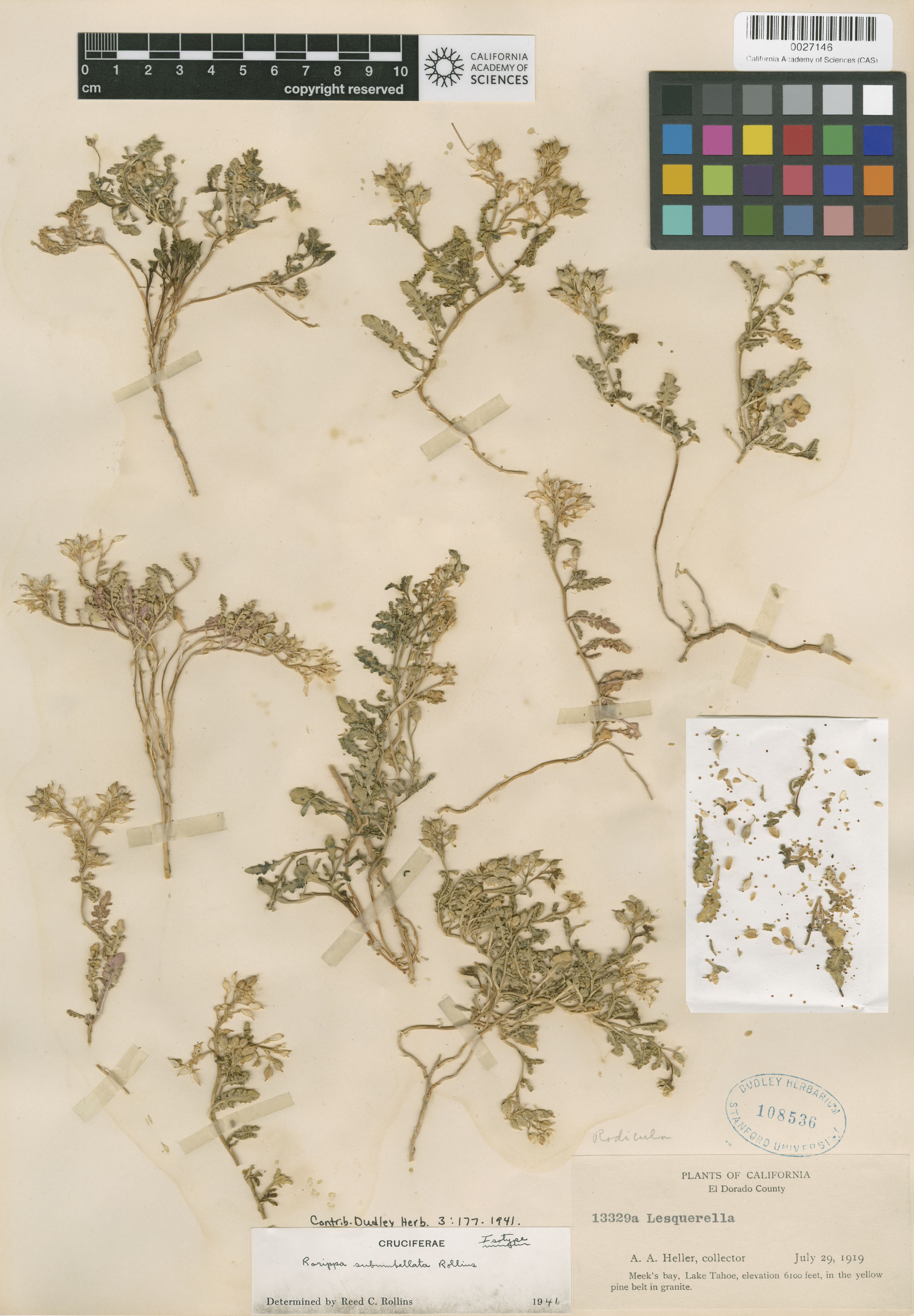 Rorippa subumbellata image