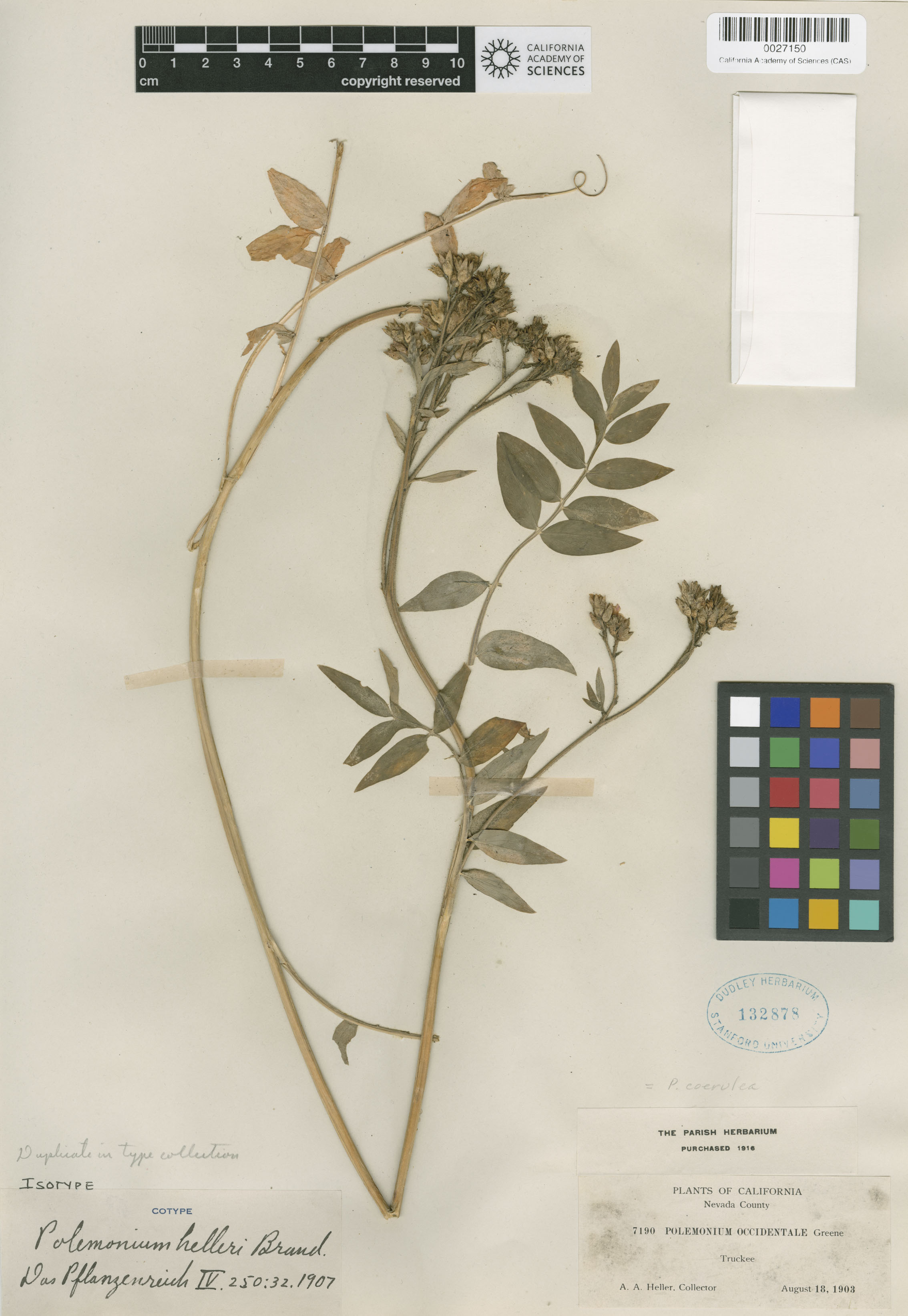 Polemonium occidentale ssp. occidentale image