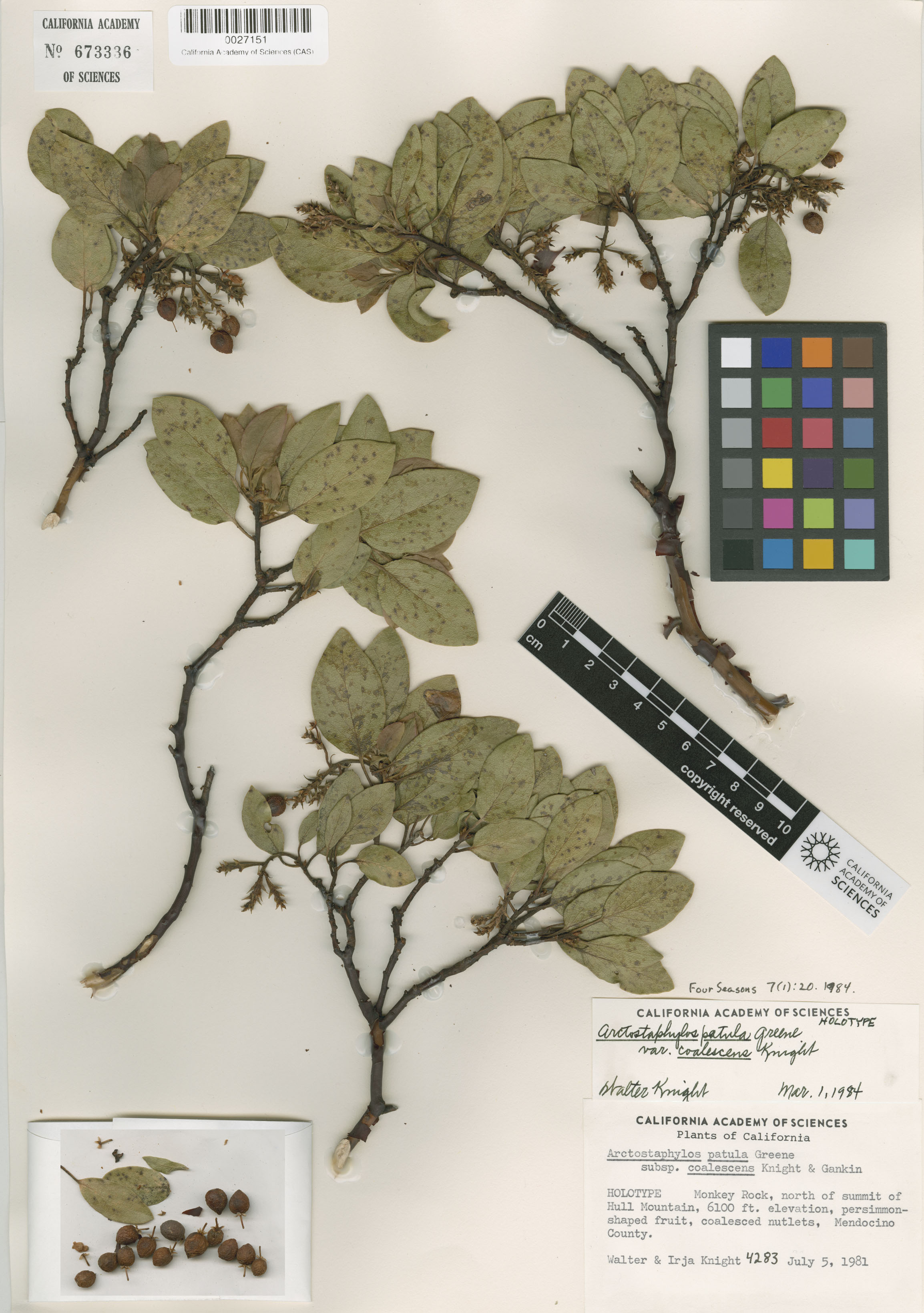Arctostaphylos patula image
