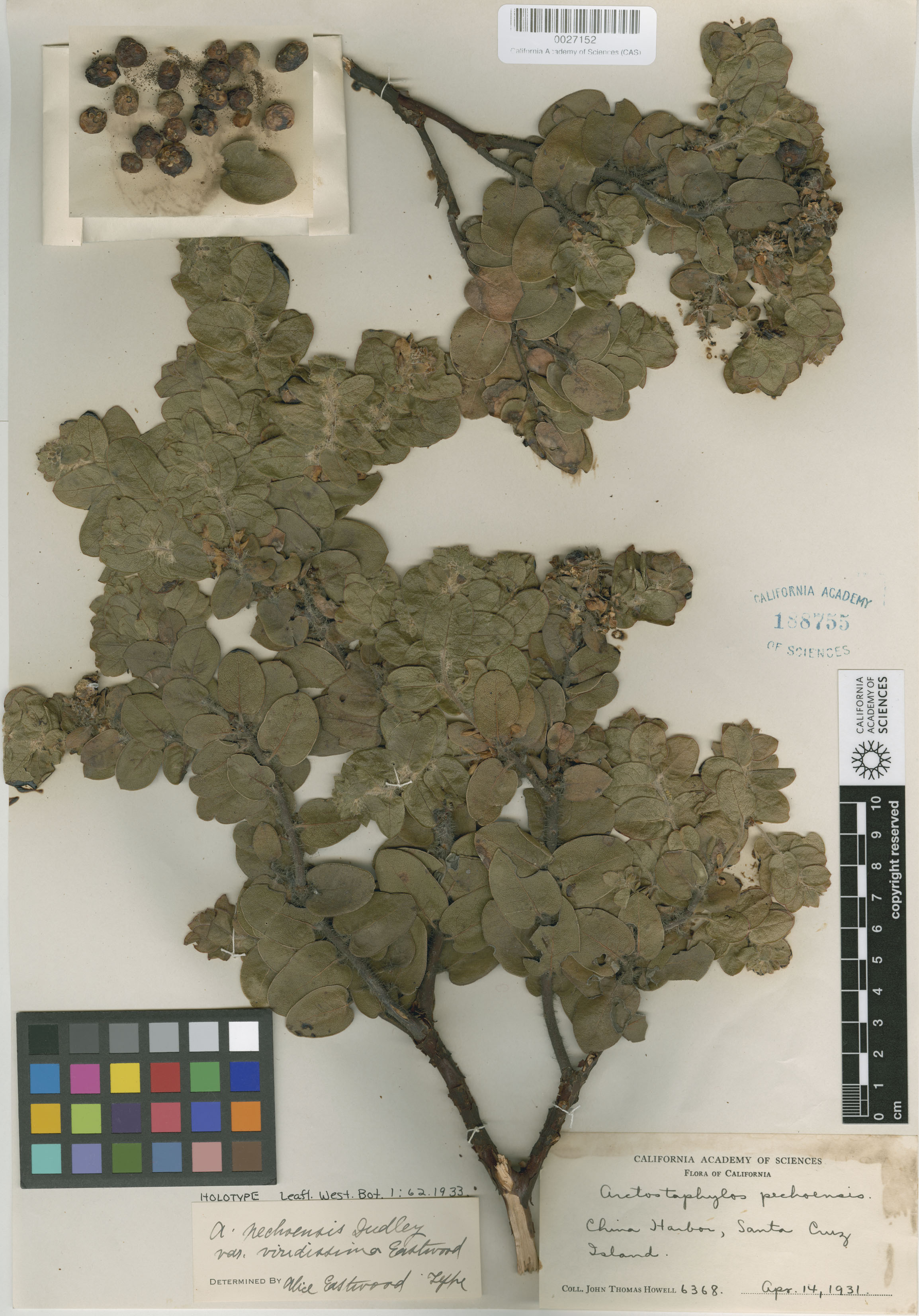 Arctostaphylos viridissima image