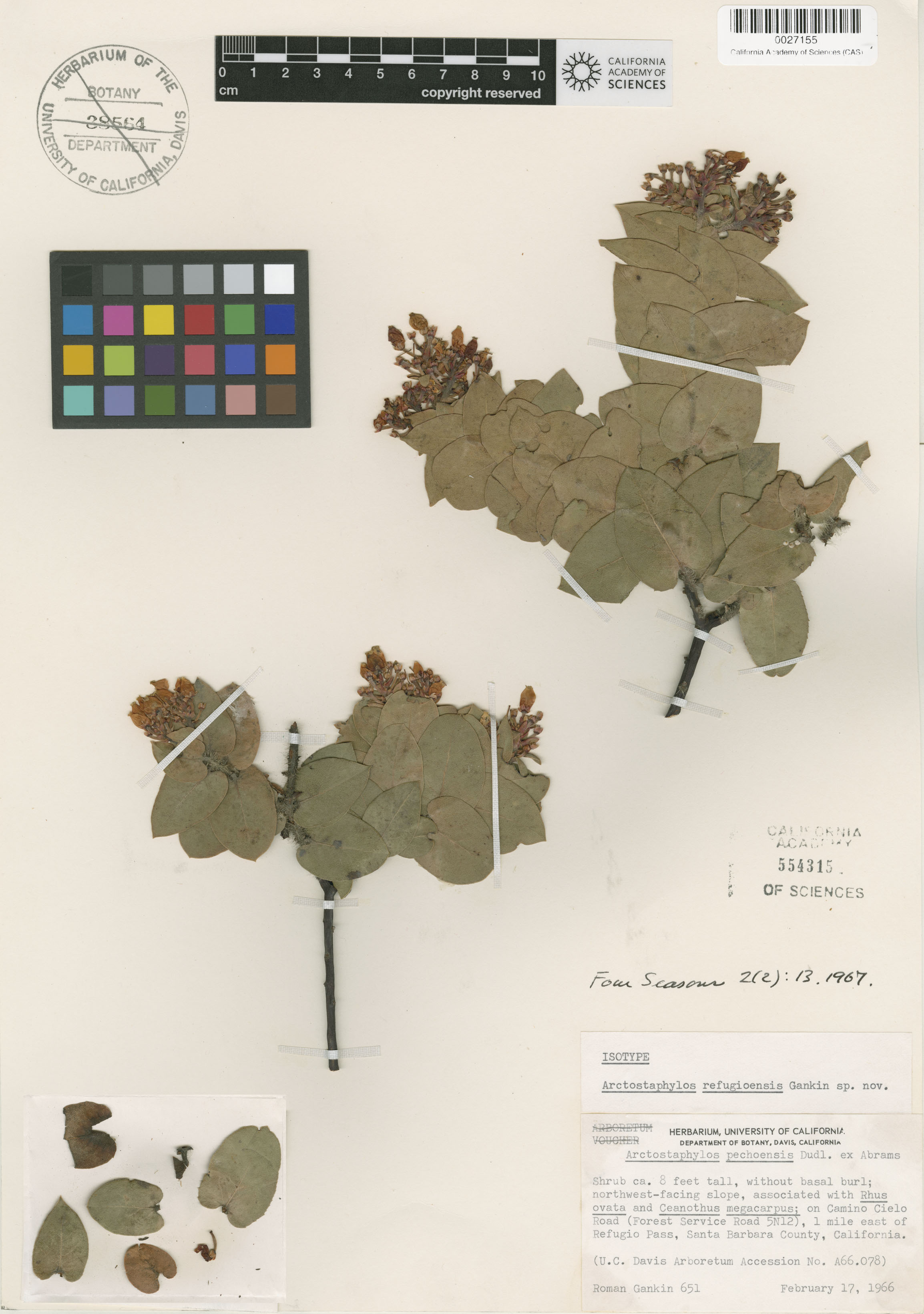 Arctostaphylos refugioensis image