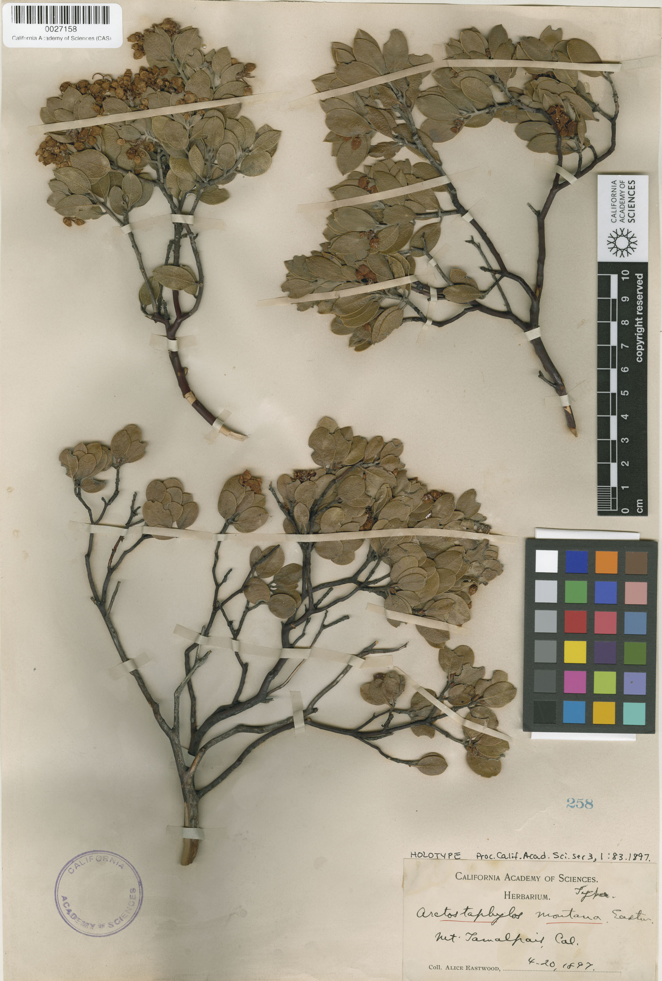 Arctostaphylos montana image